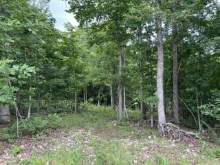 Photo 3 - Land for sale – 2371  County Road 359   Thayer, MO