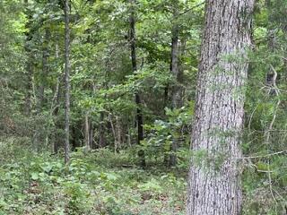 Photo 8 - Land for sale – 2371  County Road 359   Thayer, MO