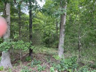 Photo 7 - Land for sale – 2371  County Road 359   Thayer, MO