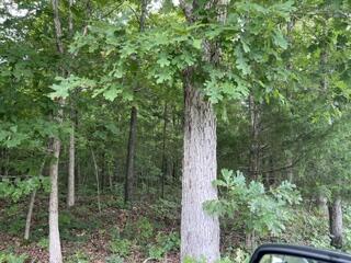 Photo 5 - Land for sale – 2371  County Road 359   Thayer, MO
