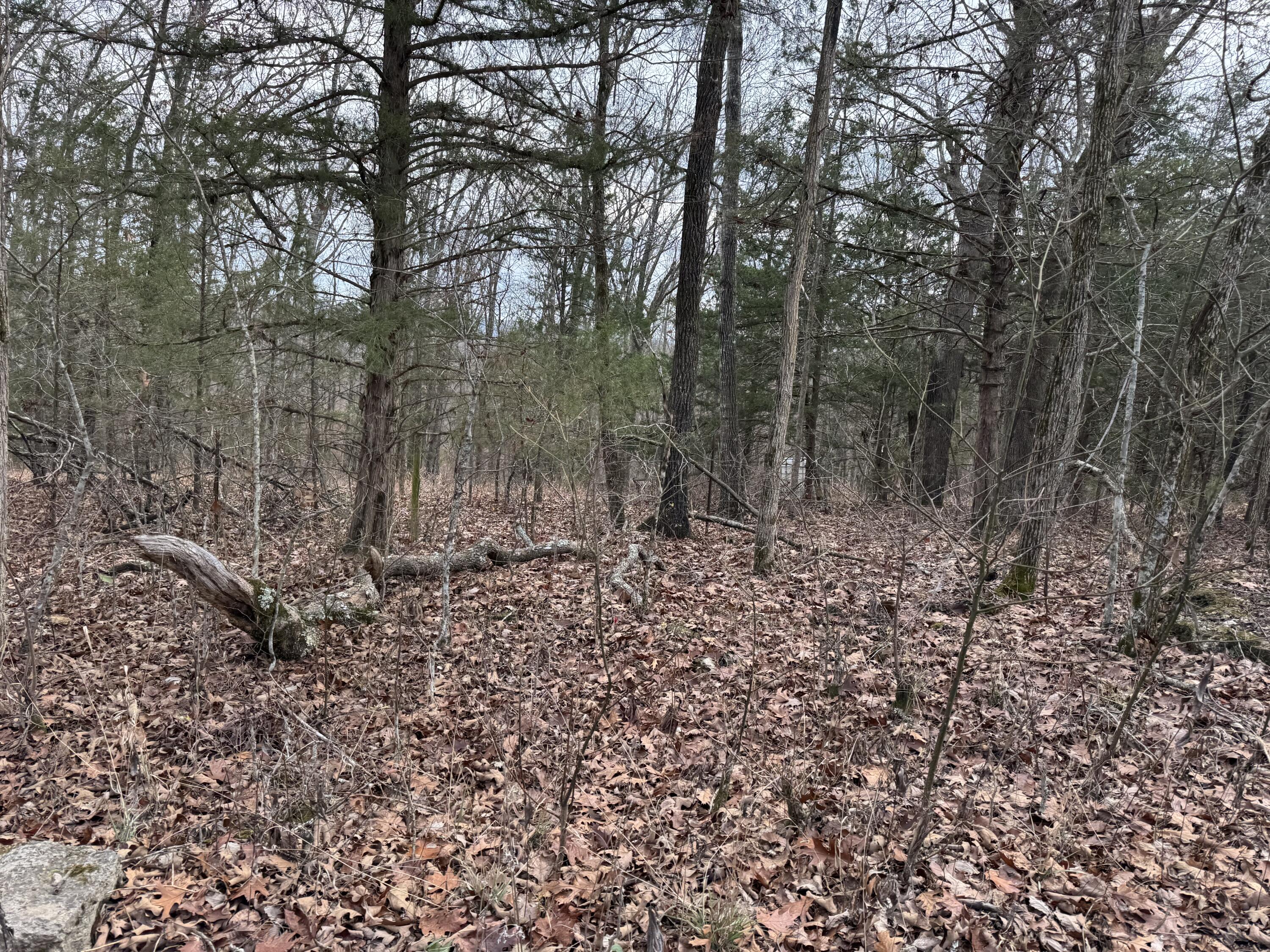 Photo 5 - Land for sale – 13347  County Road E 76-126   Ava, MO