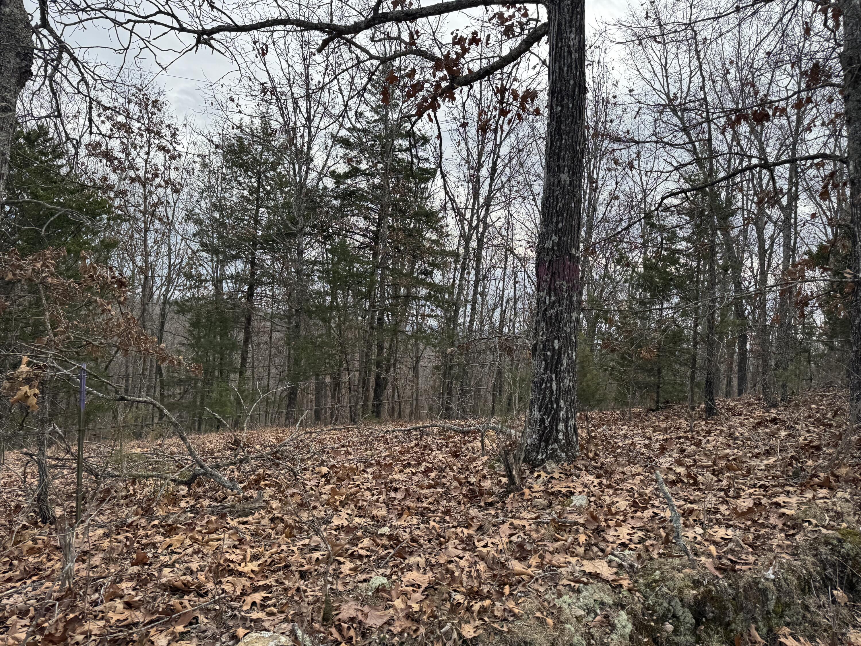 Photo 3 - Land for sale – 13347  County Road E 76-126   Ava, MO