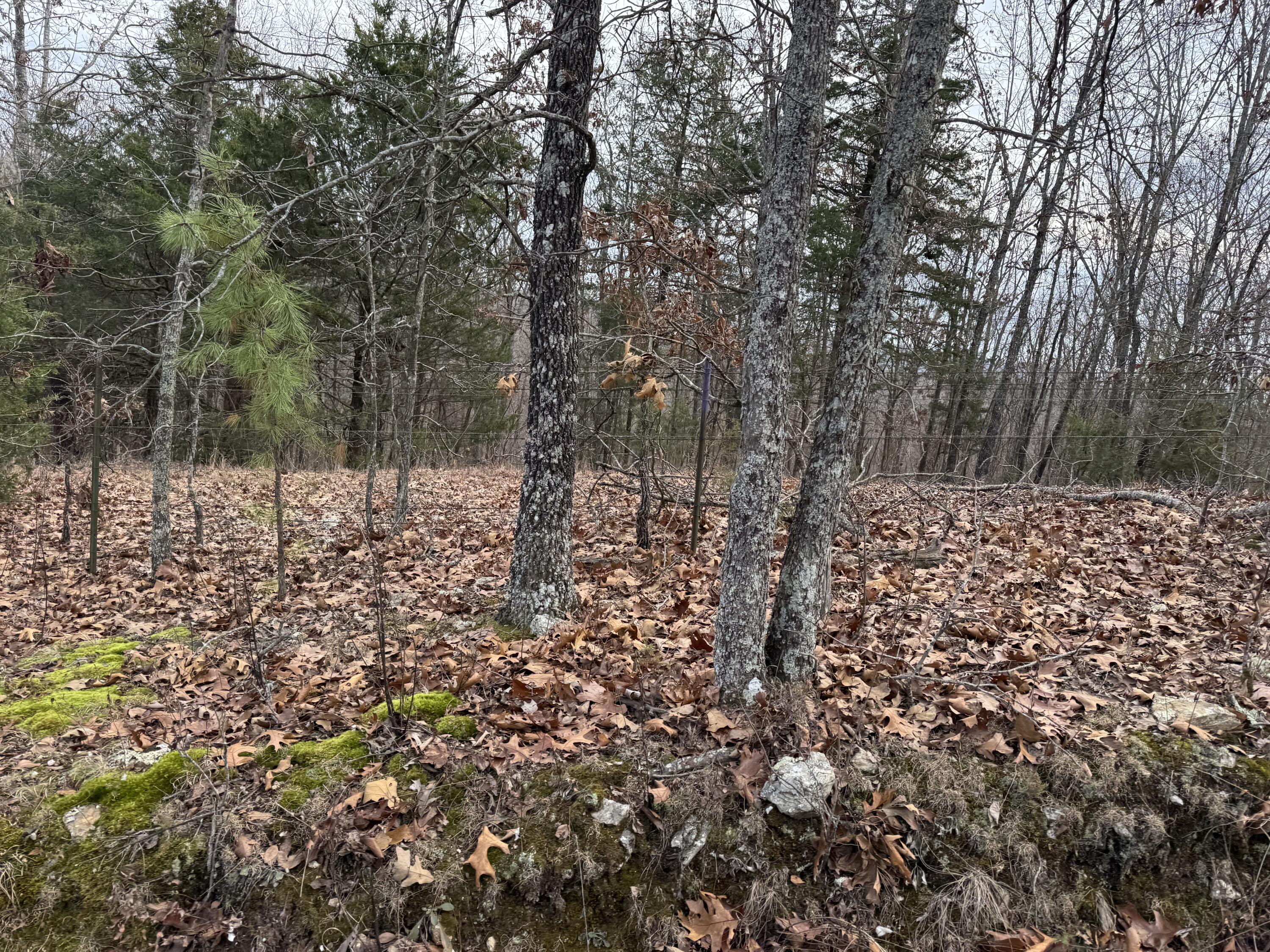 Photo 4 - Land for sale – 13347  County Road E 76-126   Ava, MO