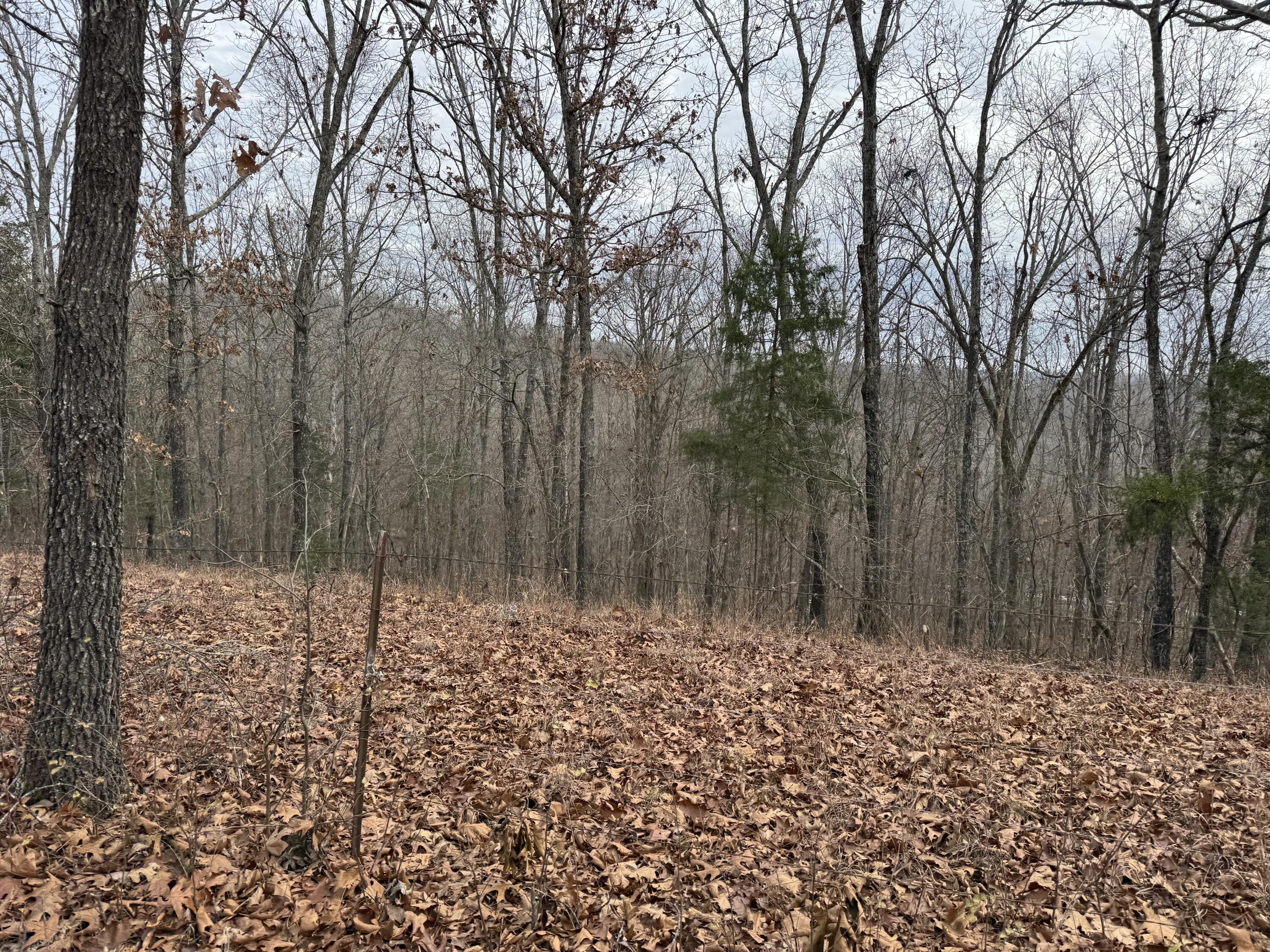 Photo 6 - Land for sale – 13347  County Road E 76-126   Ava, MO