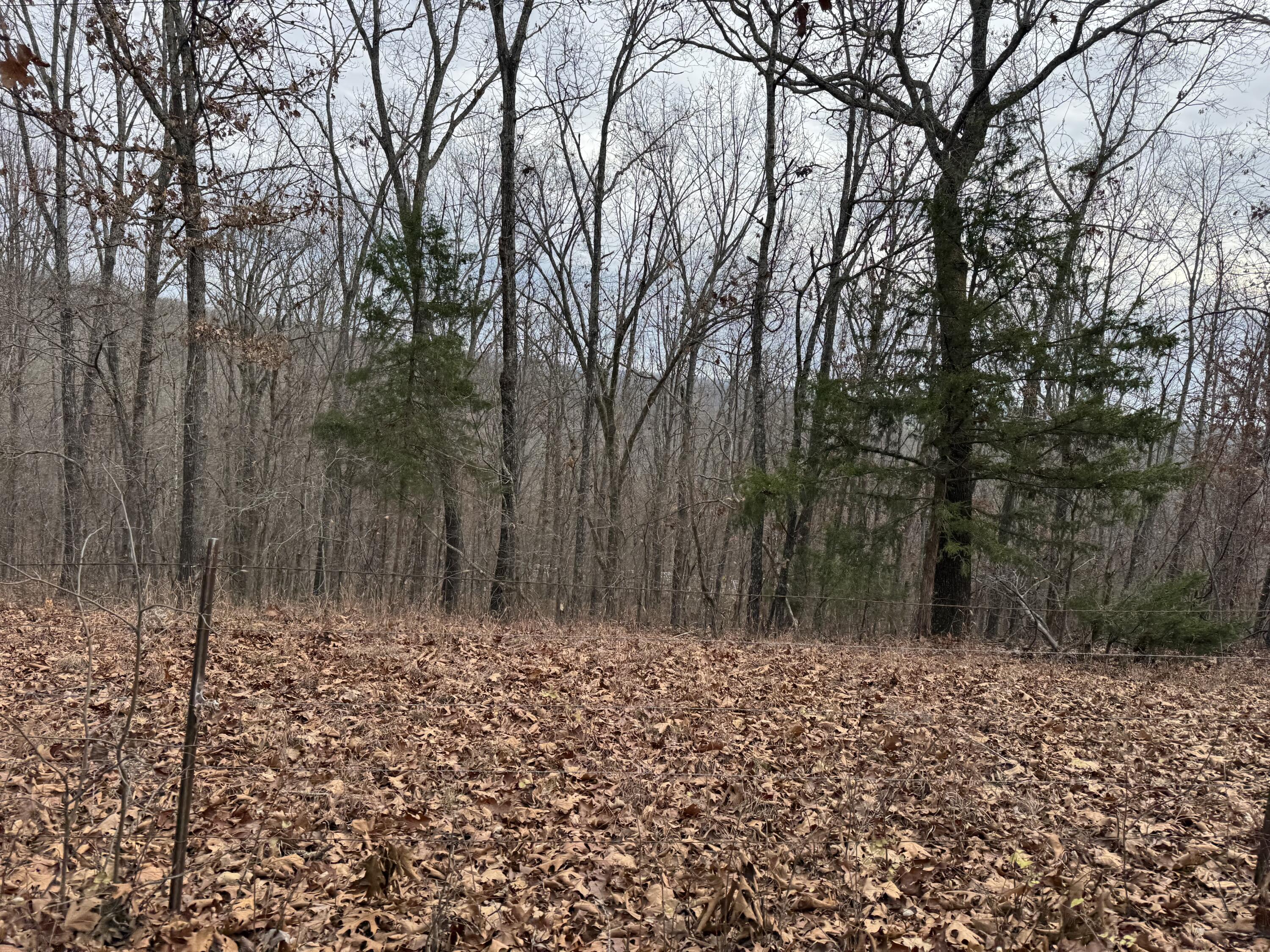 Photo 7 - Land for sale – 13347  County Road E 76-126   Ava, MO