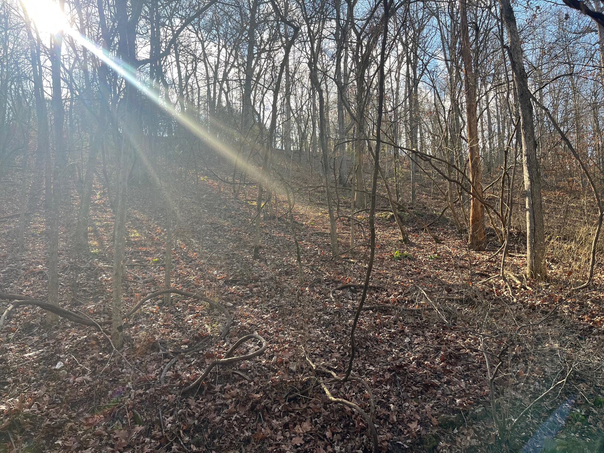 Photo 14 - Land for sale – 615  Thomas Hollow Road  Rocky Comfort, MO
