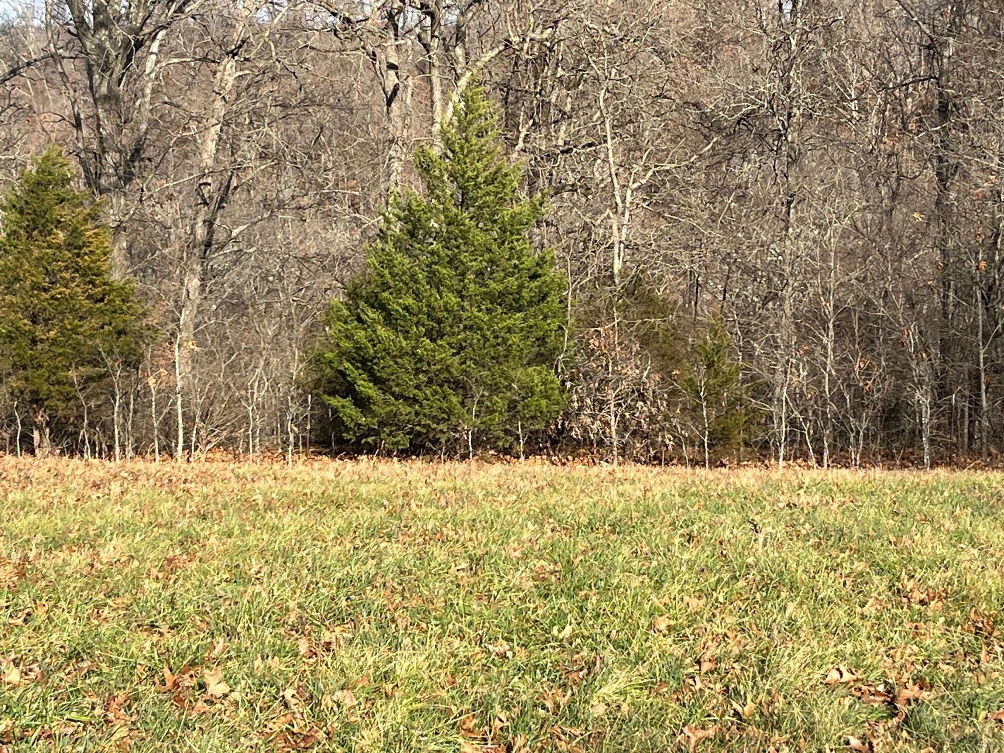 Photo 61 - Land for sale – 615  Thomas Hollow Road  Rocky Comfort, MO