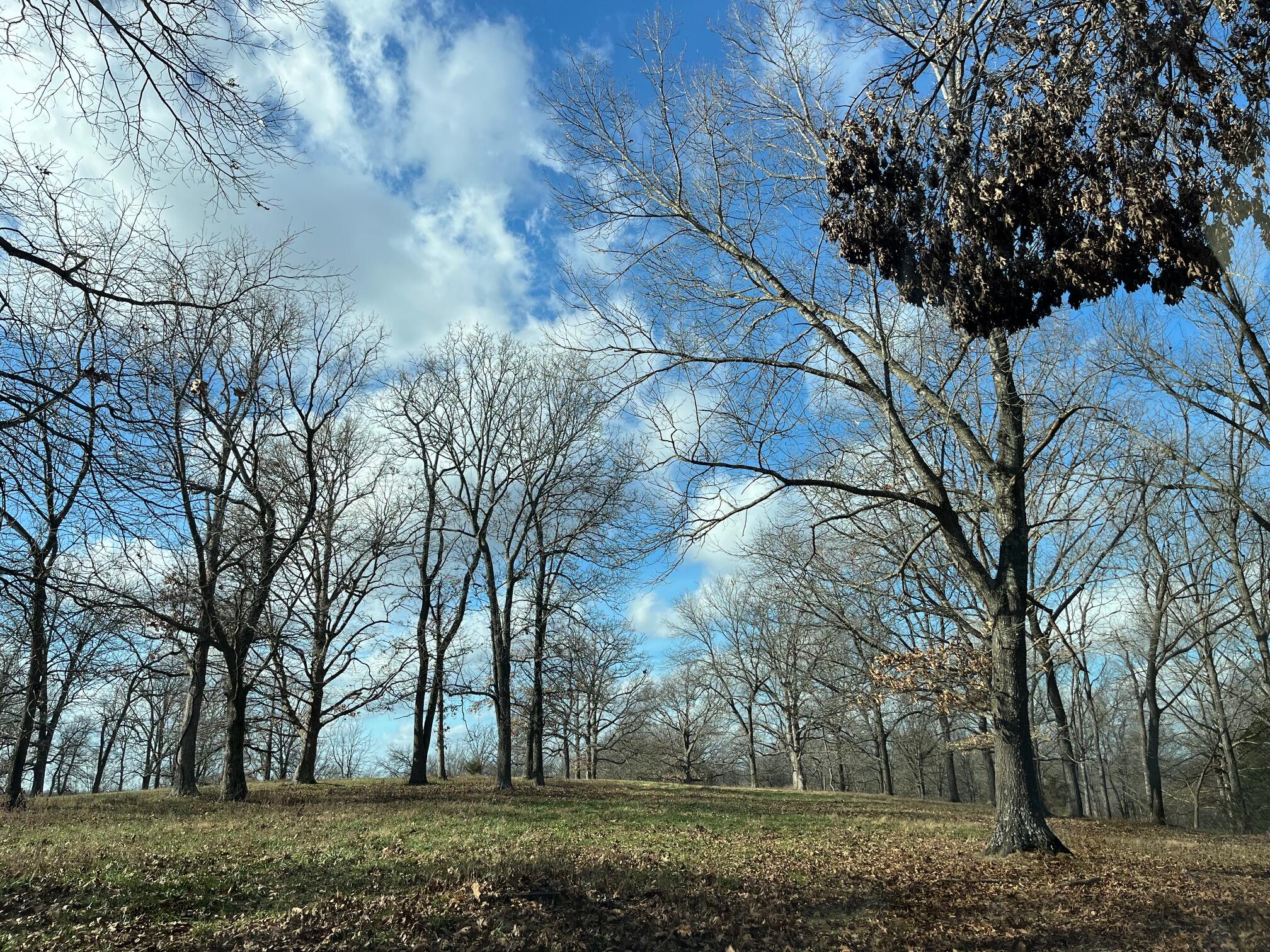 Photo 75 - Land for sale – 615  Thomas Hollow Road  Rocky Comfort, MO