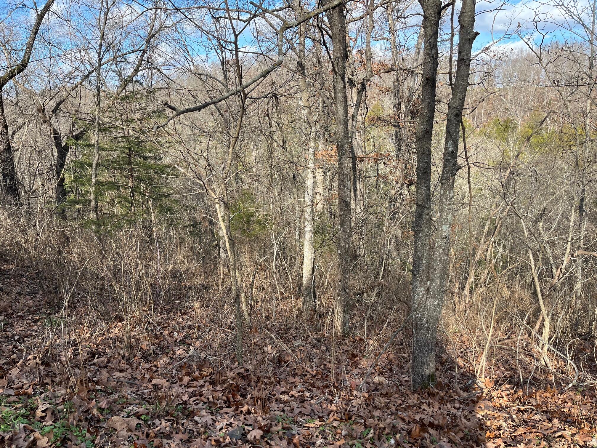 Photo 20 - Land for sale – 615  Thomas Hollow Road  Rocky Comfort, MO