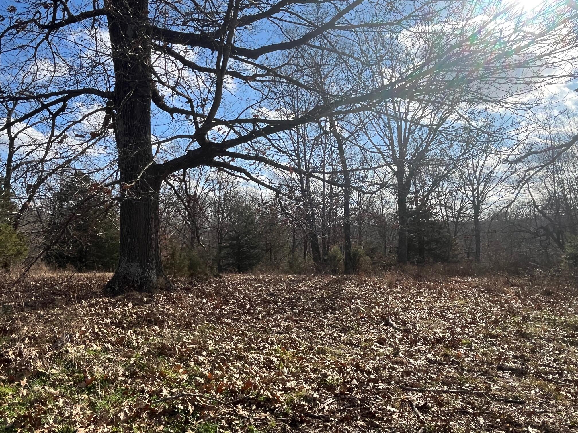 Photo 18 - Land for sale – 615  Thomas Hollow Road  Rocky Comfort, MO