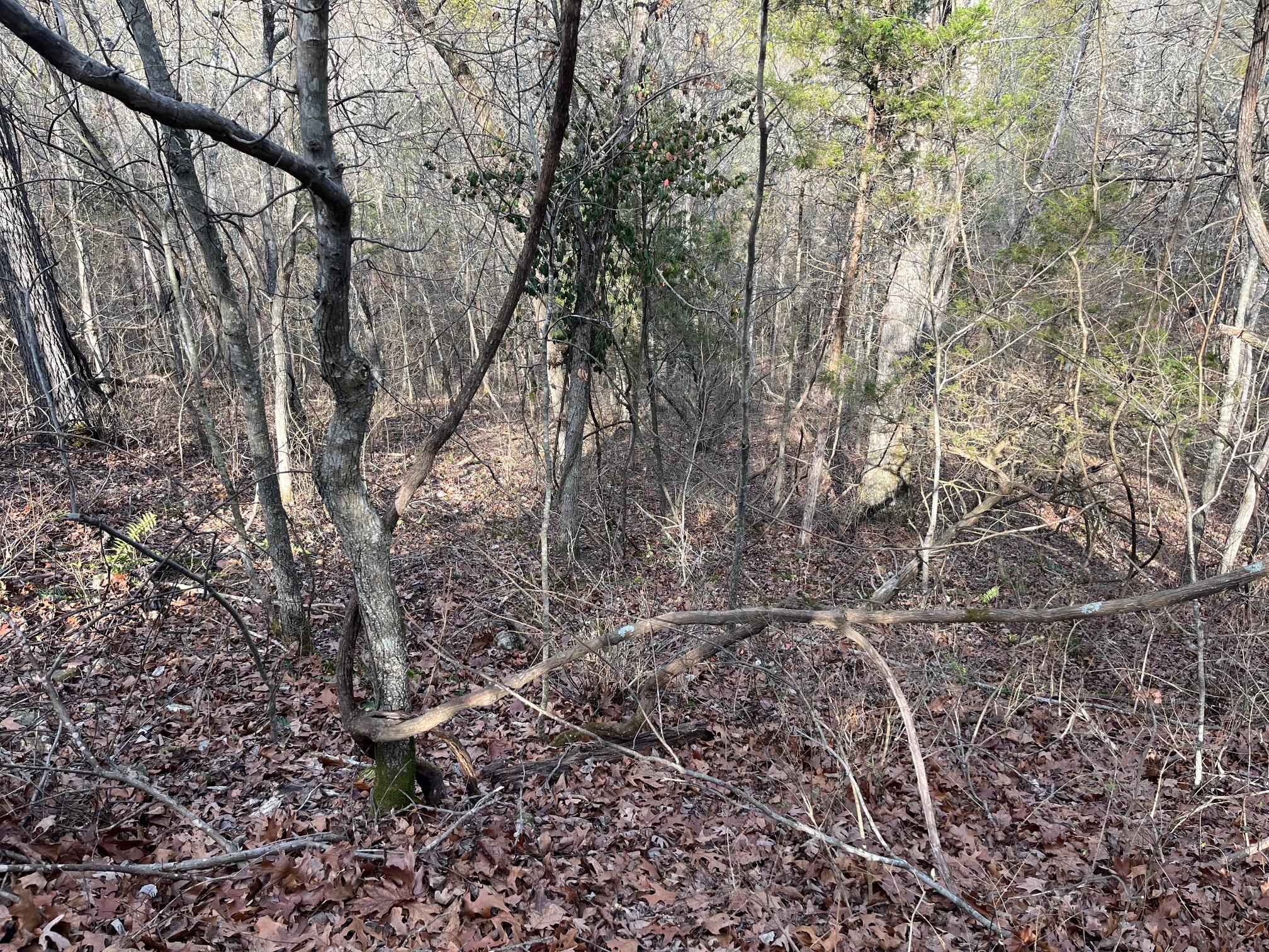 Photo 21 - Land for sale – 615  Thomas Hollow Road  Rocky Comfort, MO