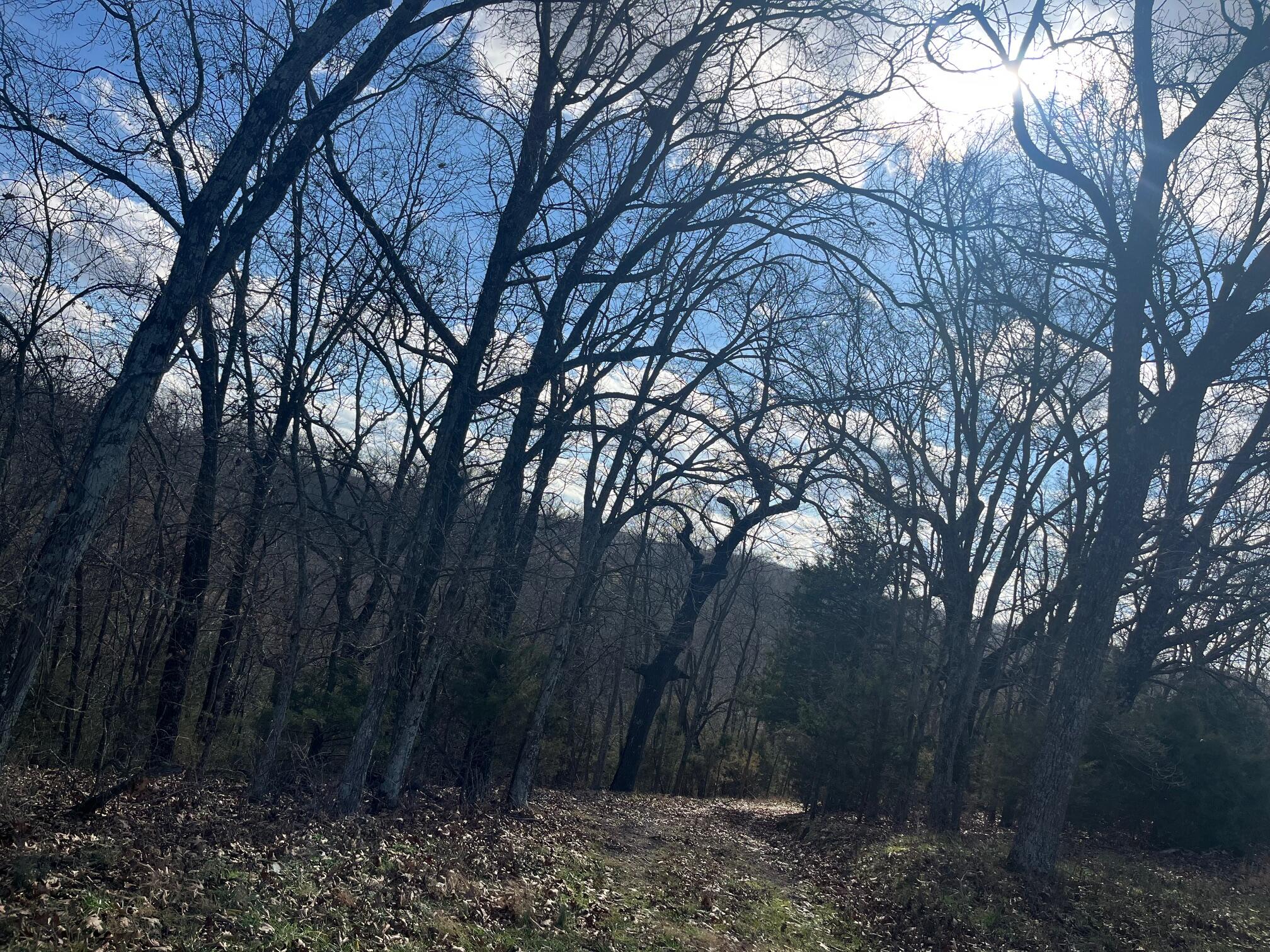 Photo 44 - Land for sale – 615  Thomas Hollow Road  Rocky Comfort, MO