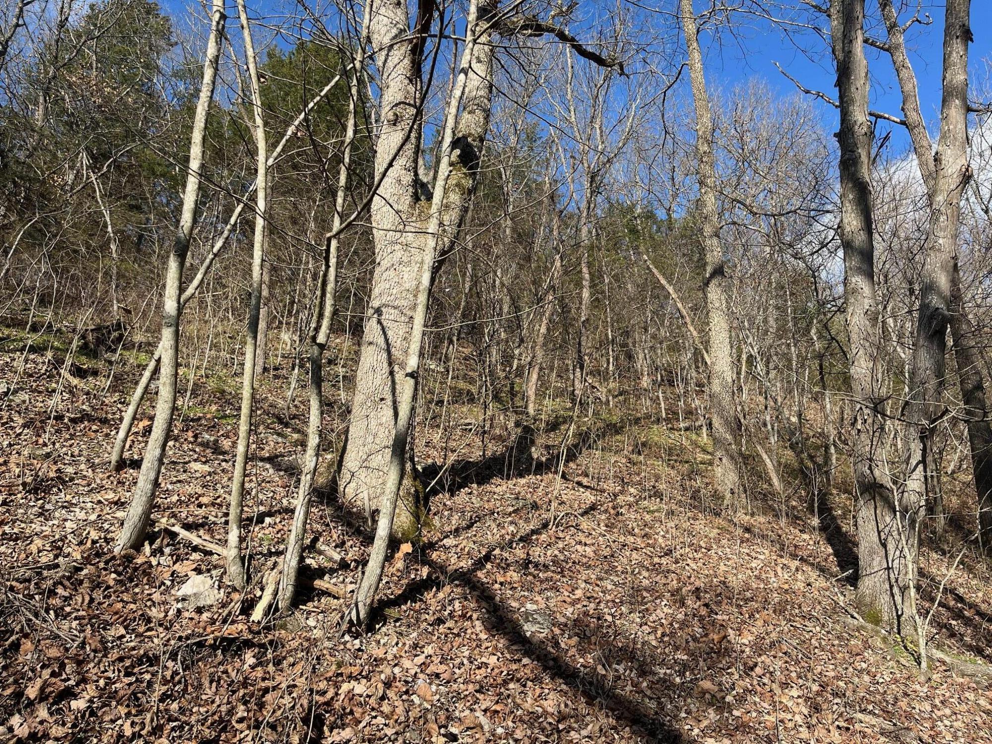 Photo 16 - Land for sale – 615  Thomas Hollow Road  Rocky Comfort, MO