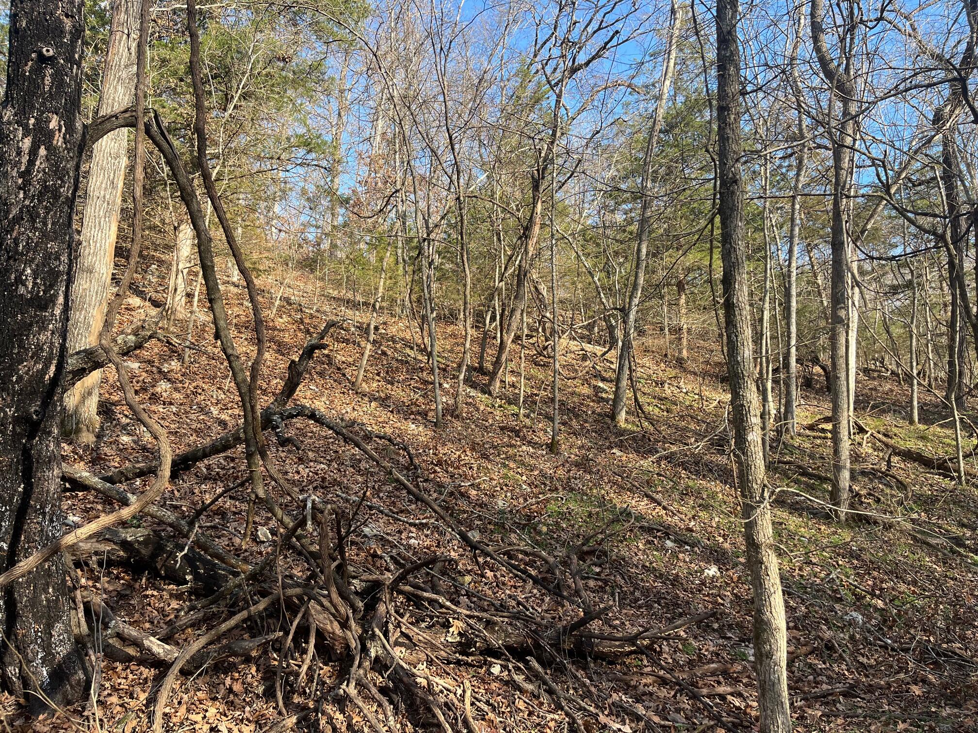 Photo 28 - Land for sale – 615  Thomas Hollow Road  Rocky Comfort, MO
