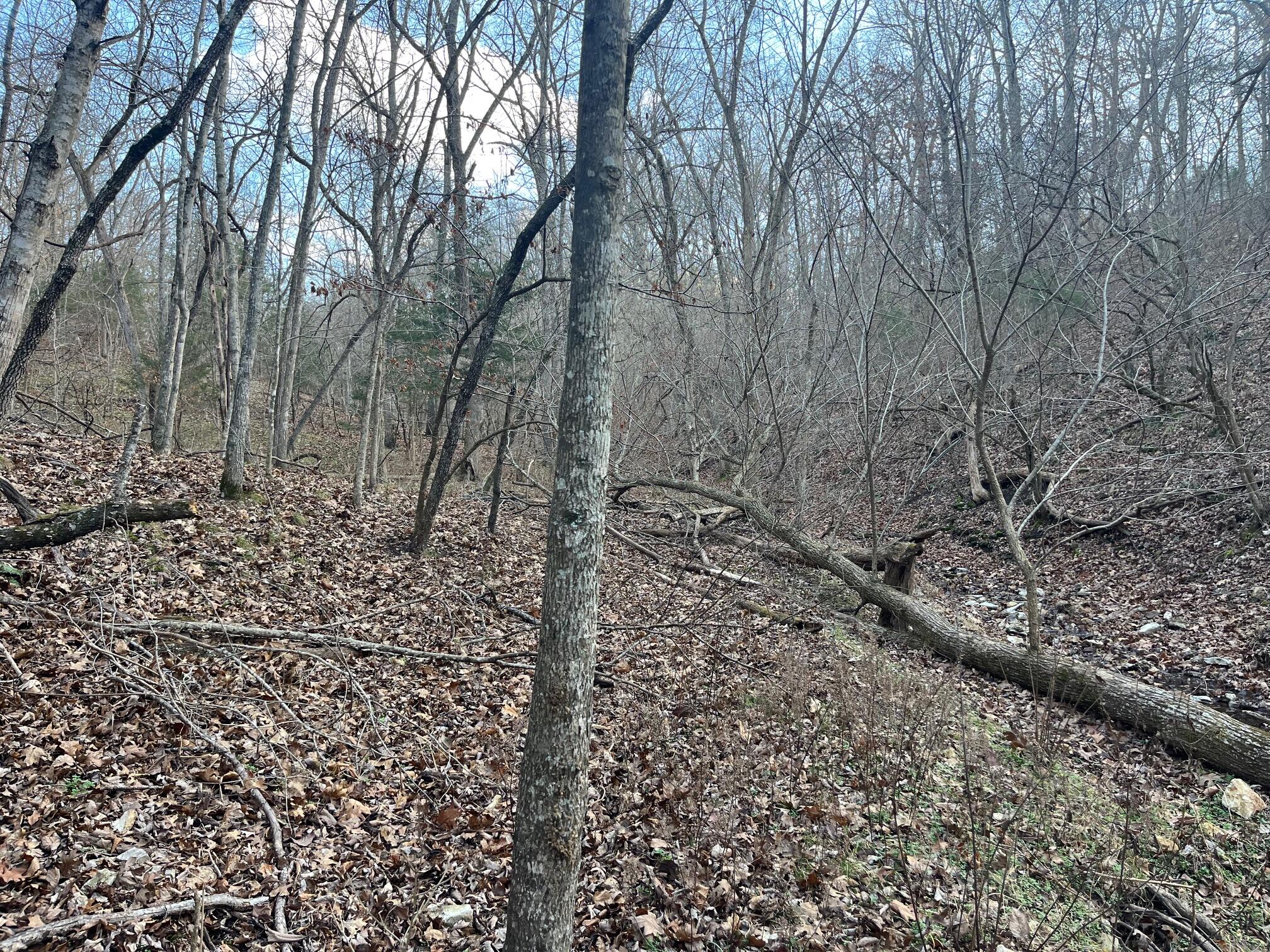 Photo 27 - Land for sale – 615  Thomas Hollow Road  Rocky Comfort, MO