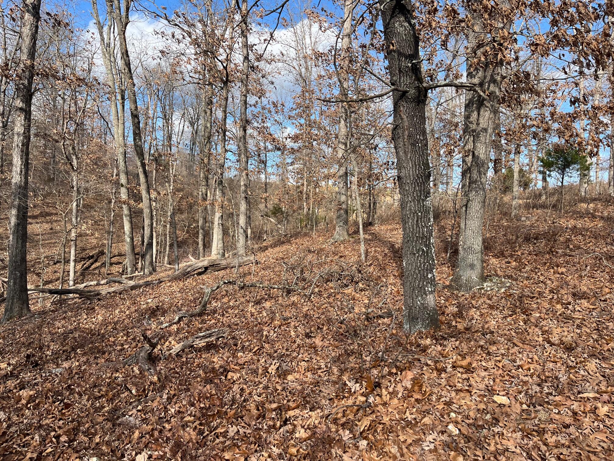 Photo 23 - Land for sale – 615  Thomas Hollow Road  Rocky Comfort, MO