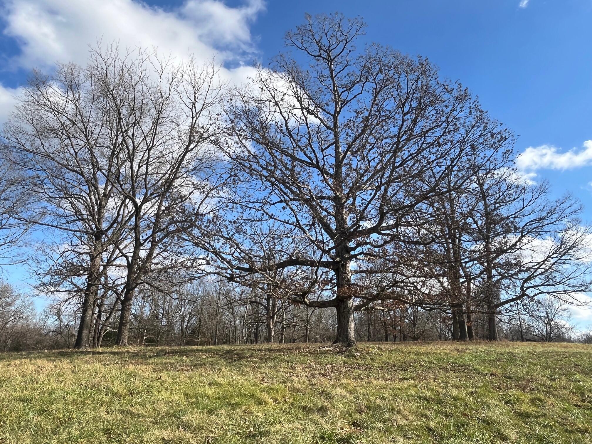 Photo 74 - Land for sale – 615  Thomas Hollow Road  Rocky Comfort, MO