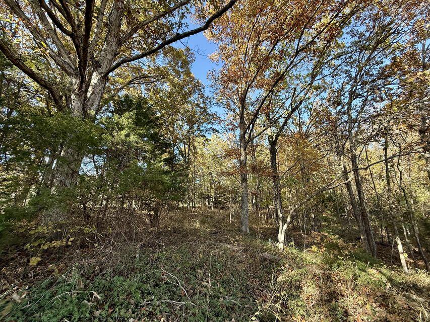 Photo 9 - Land for sale – 000  Hwy 63   Houston, MO