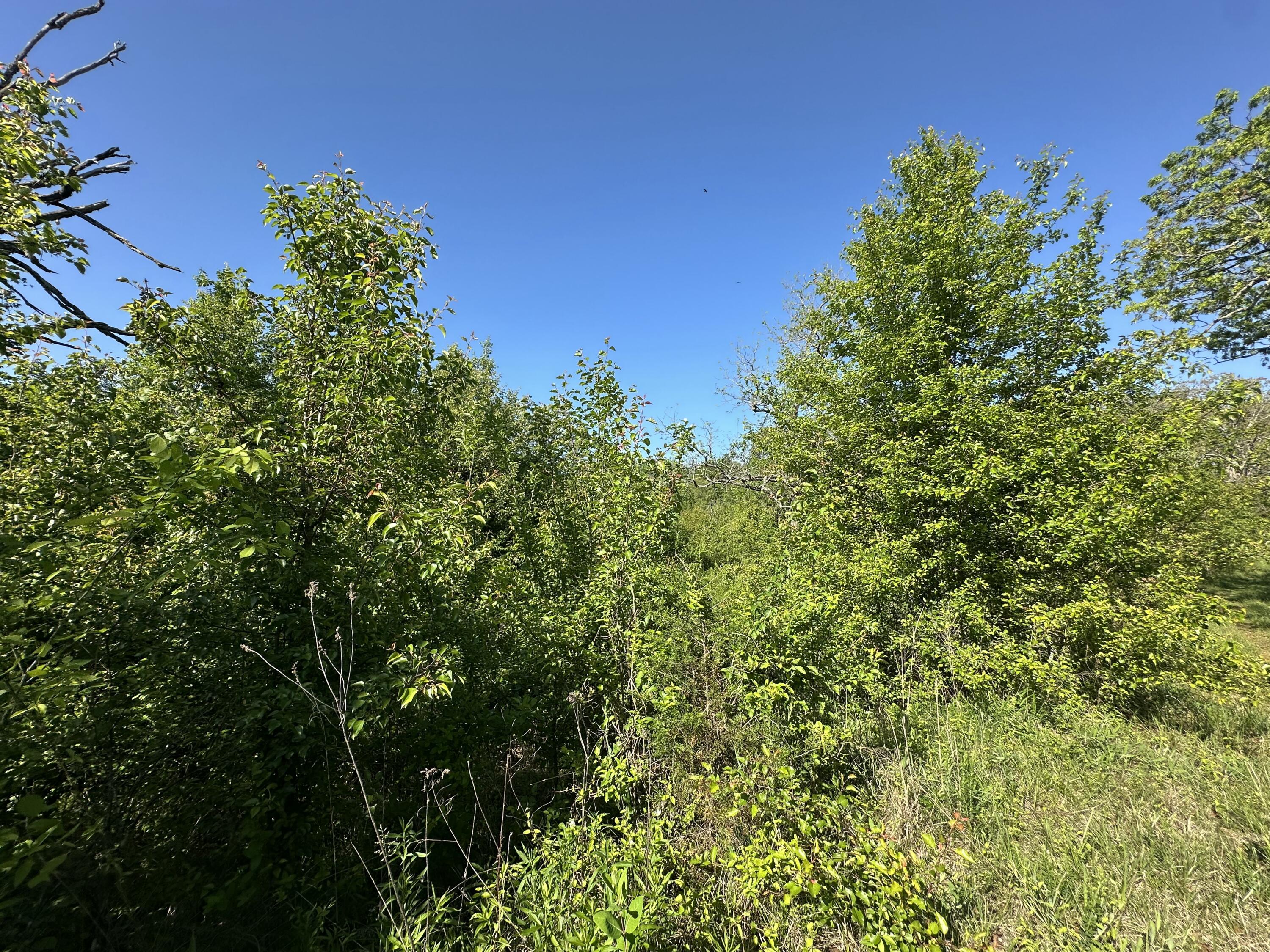 Photo 8 - Land for sale – 000  Bear Valley Drive   West Plains, MO