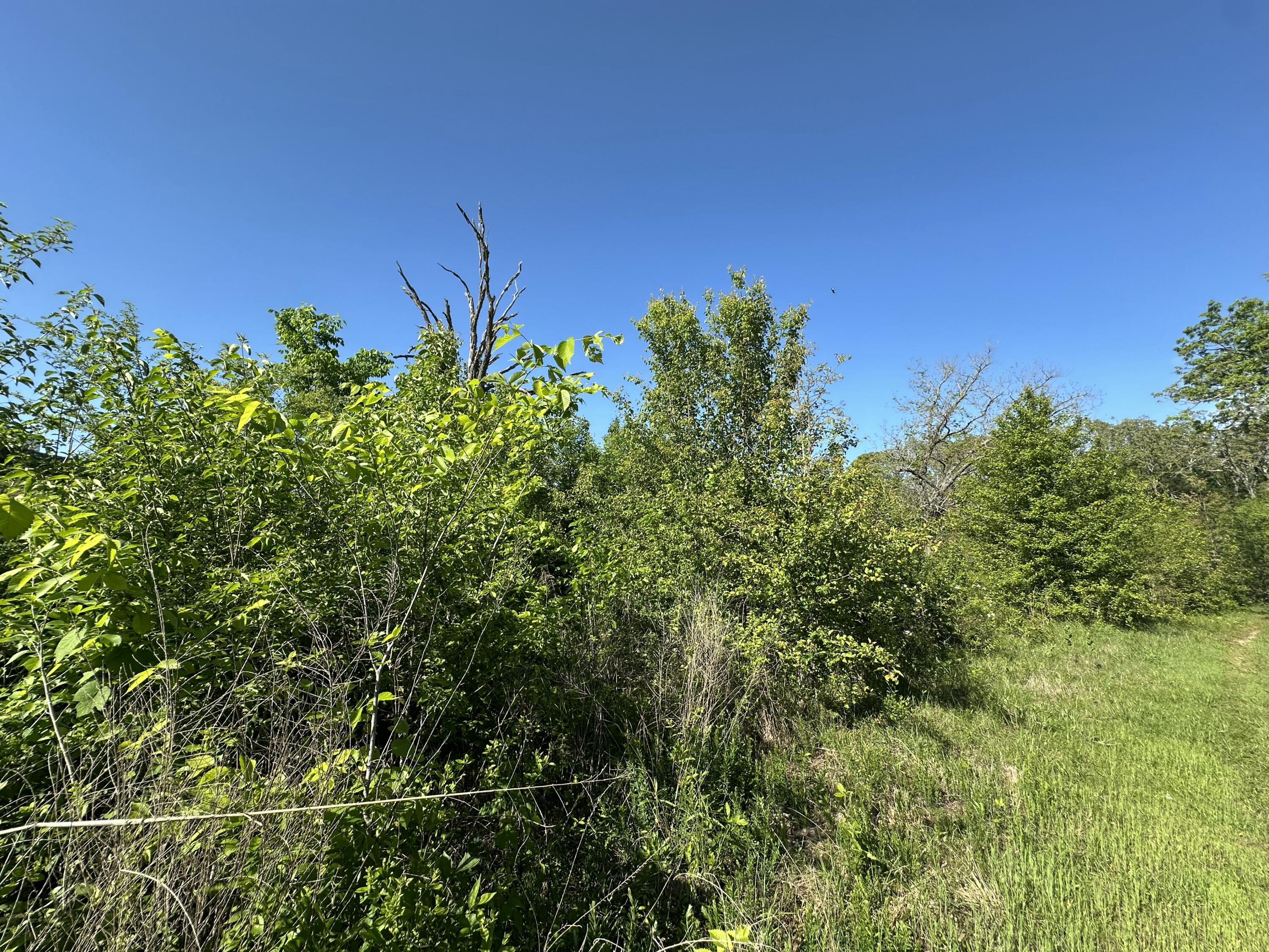 Photo 7 - Land for sale – 000  Bear Valley Drive   West Plains, MO