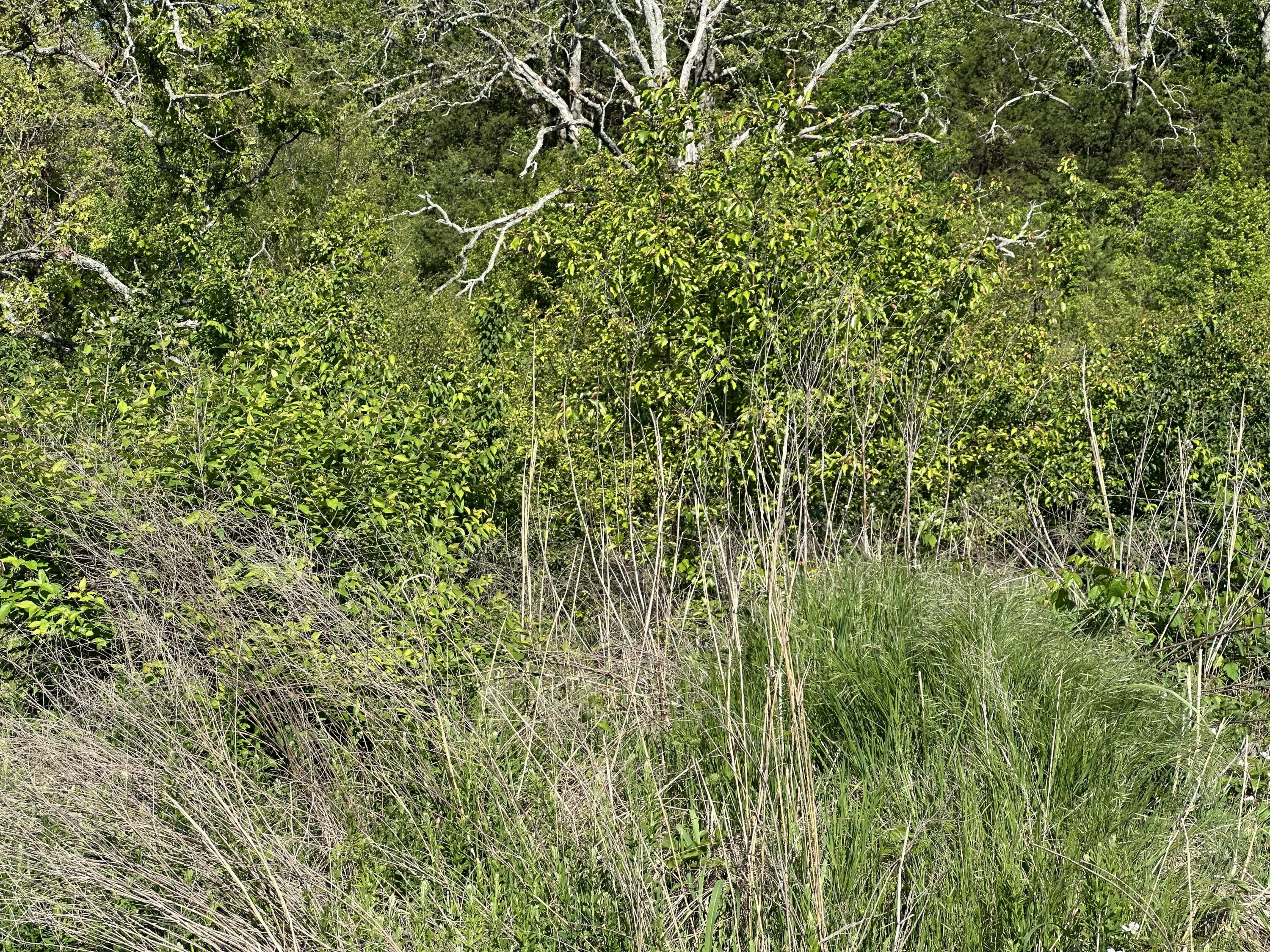 Photo 9 - Land for sale – 000  Bear Valley Drive   West Plains, MO