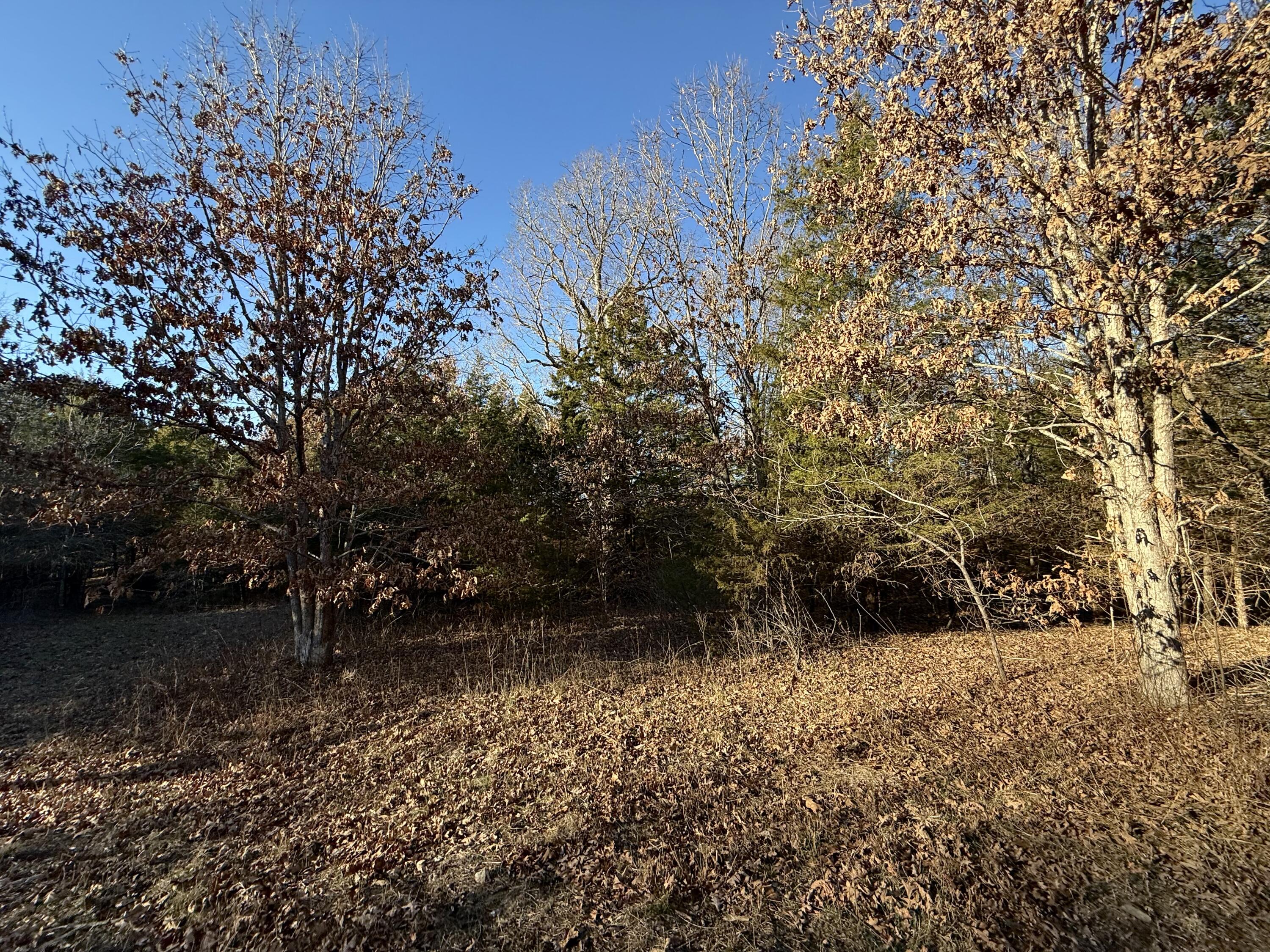 Photo 9 - Land for sale – 45972  Hwy 72 Tract 5   Salem, MO