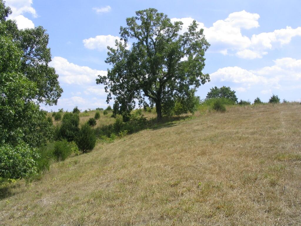 Photo 7 - Land for sale – Tbd  State Highway Aa   Crane, MO