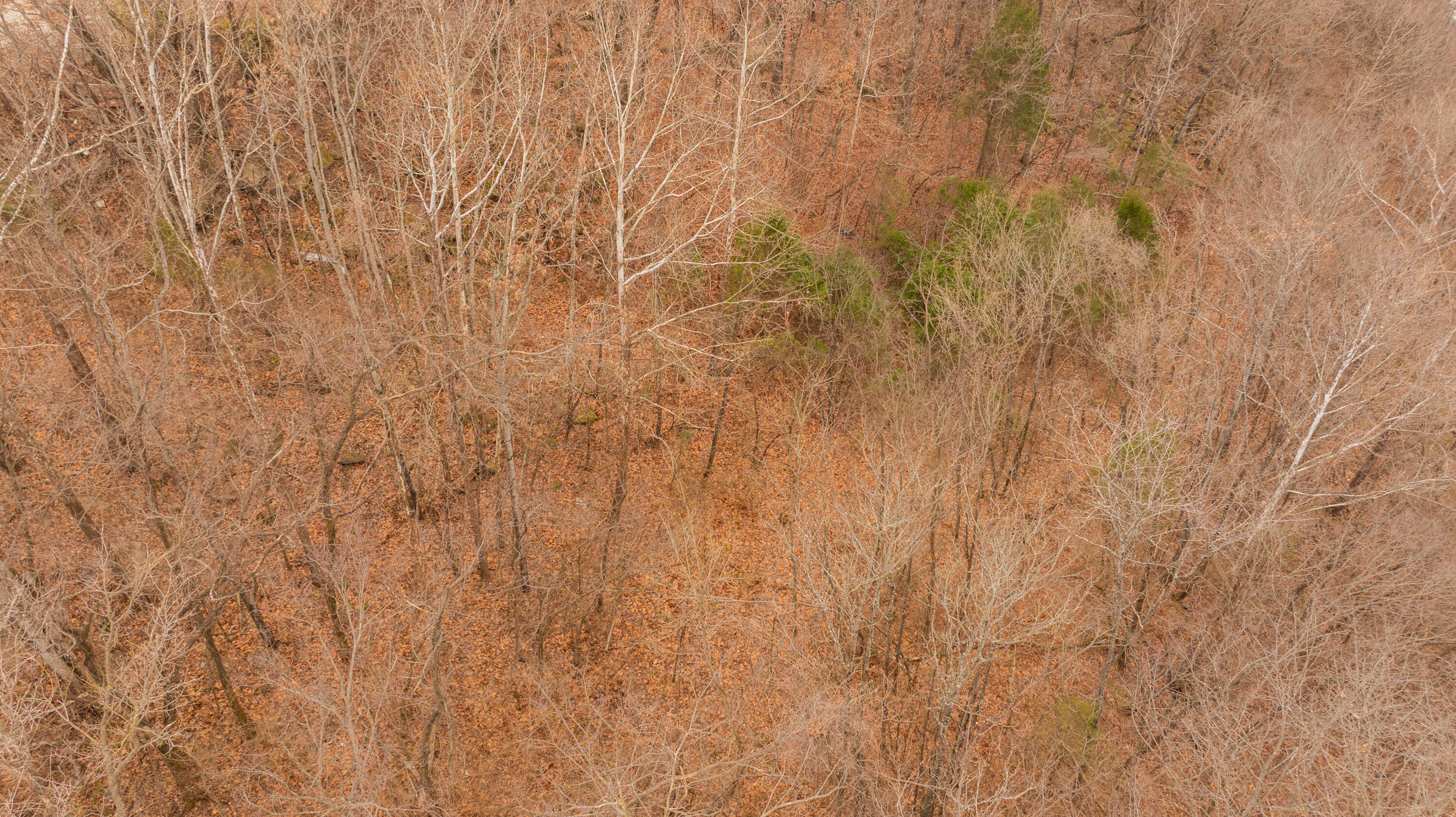 Photo 7 - Land for sale – 1125/1127 W 76 Country Boulevard  Branson, MO