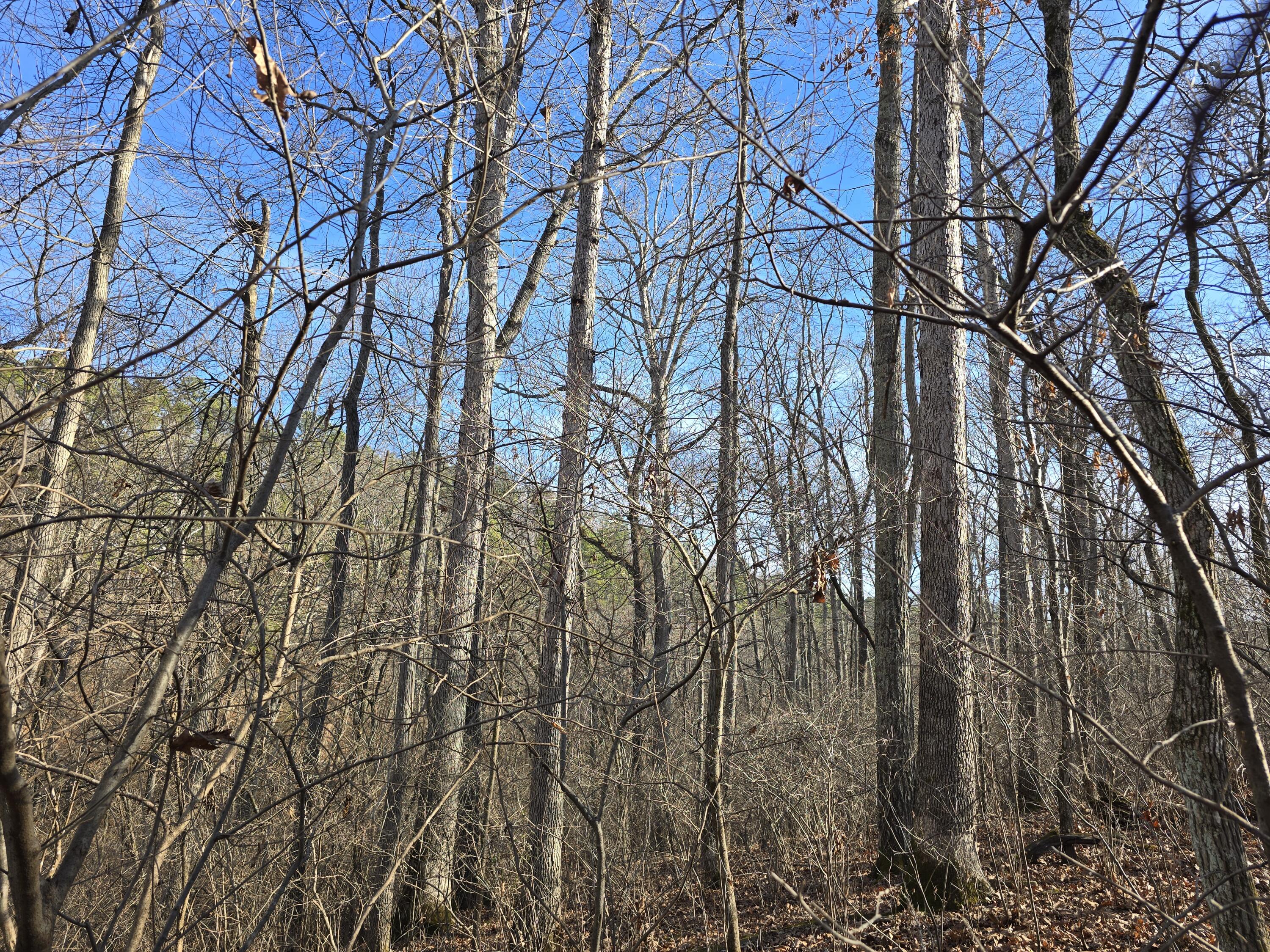 Photo 15 - Land for sale – 000  Airport Road   Houston, MO