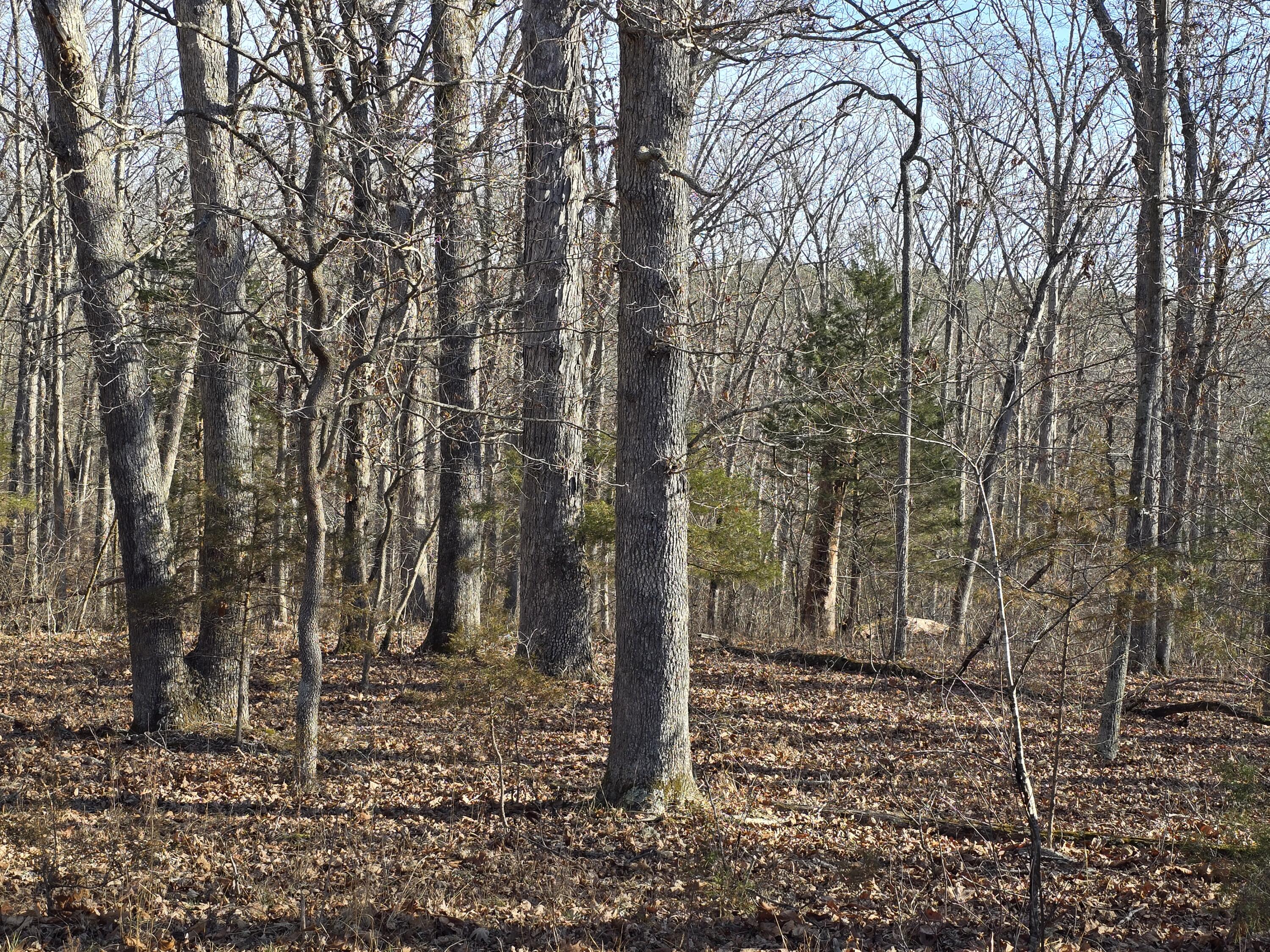 Photo 20 - Land for sale – 000  Airport Road   Houston, MO
