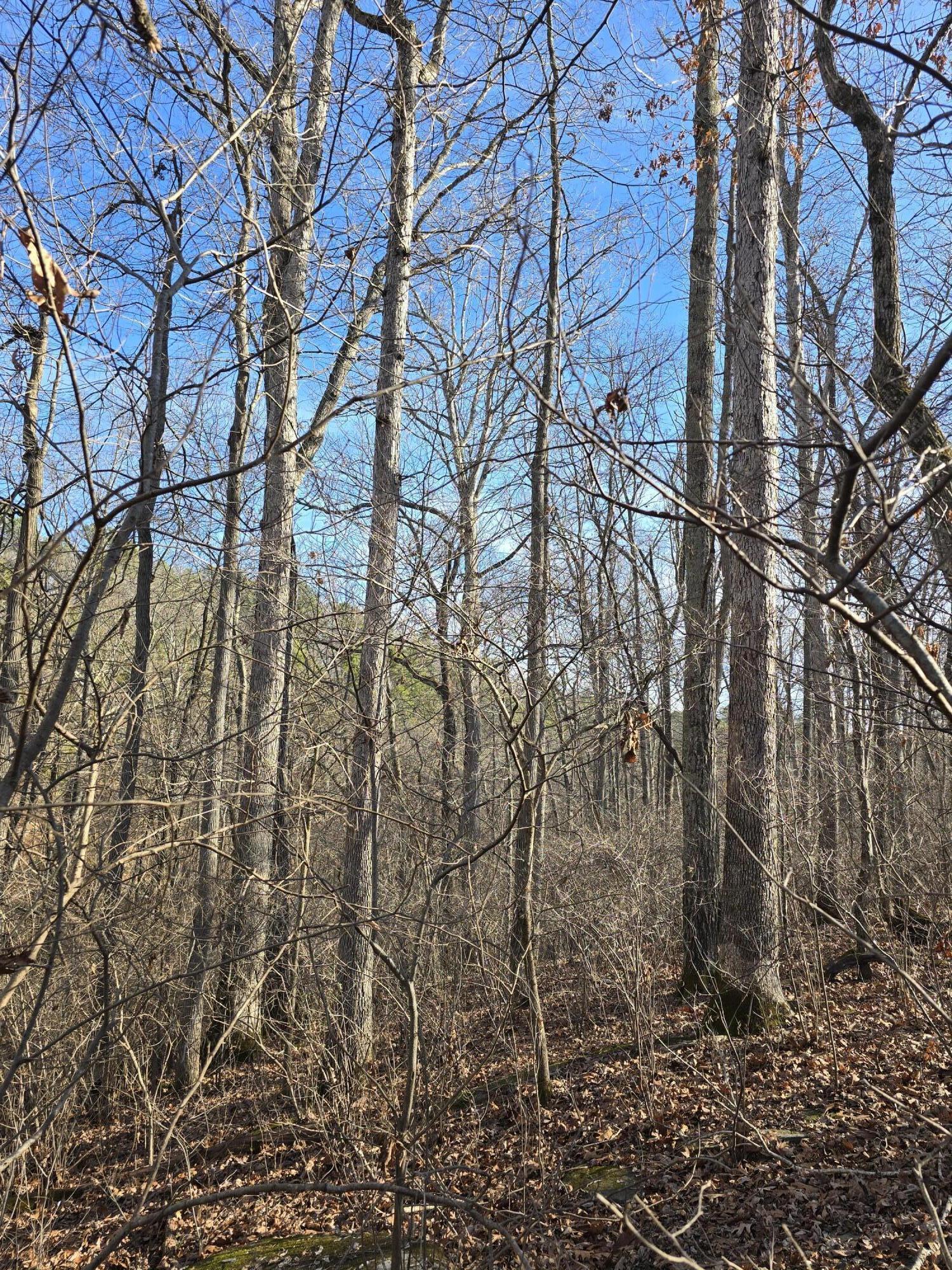 Photo 16 - Land for sale – 000  Airport Road   Houston, MO