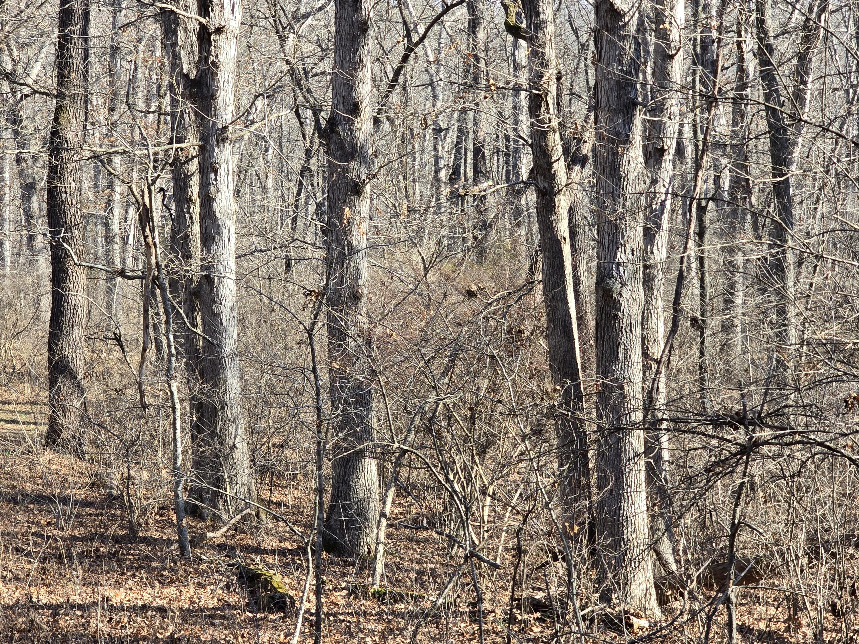 Photo 9 - Land for sale – 000  Airport Road   Houston, MO
