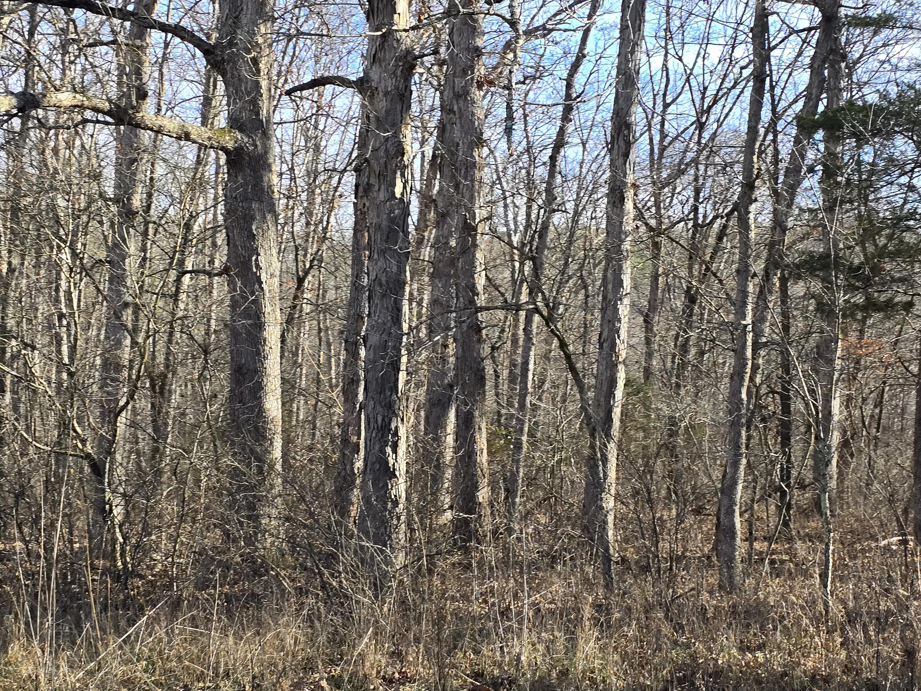Photo 12 - Land for sale – 000  Airport Road   Houston, MO