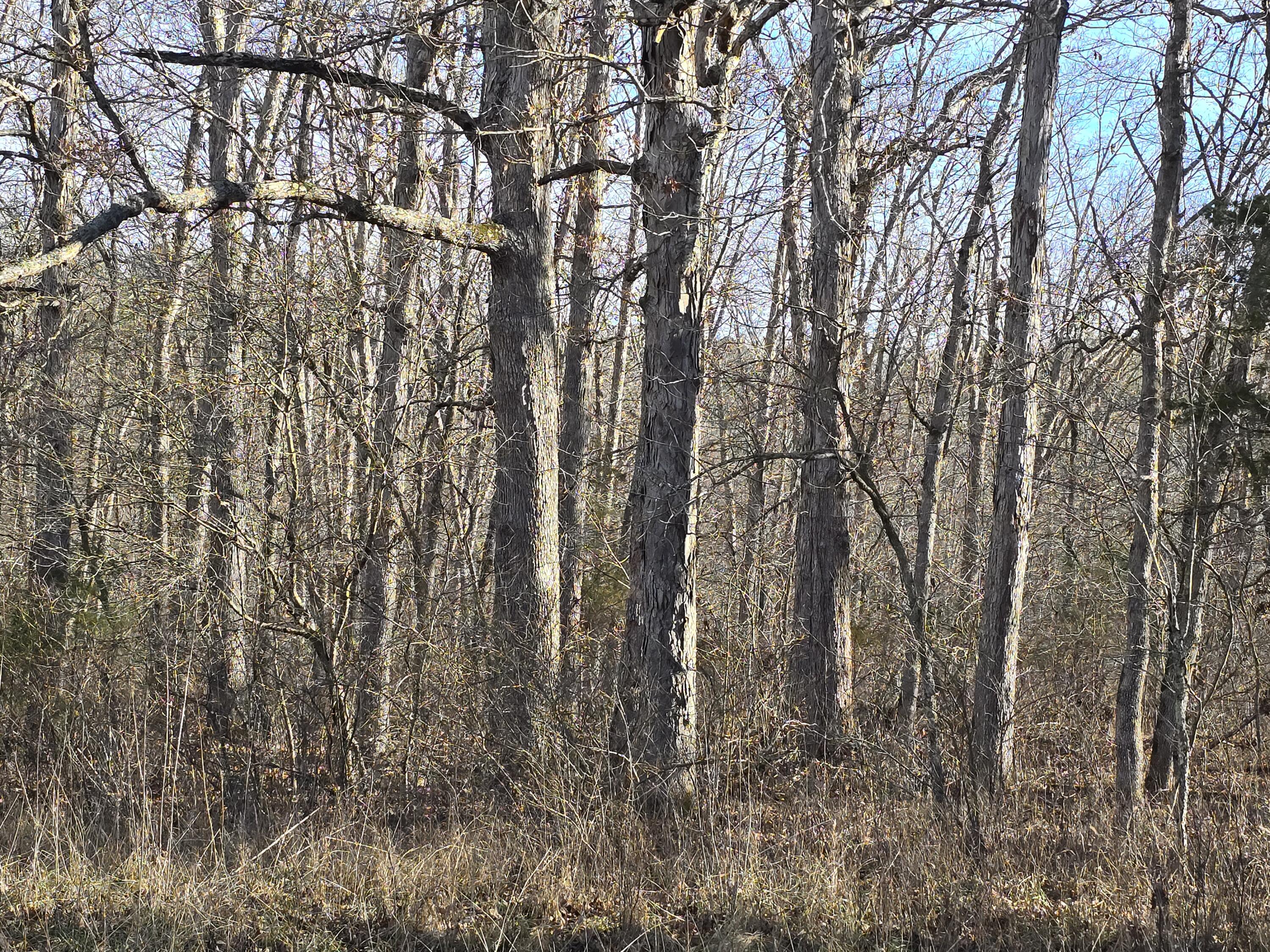 Photo 23 - Land for sale – 000  Airport Road   Houston, MO