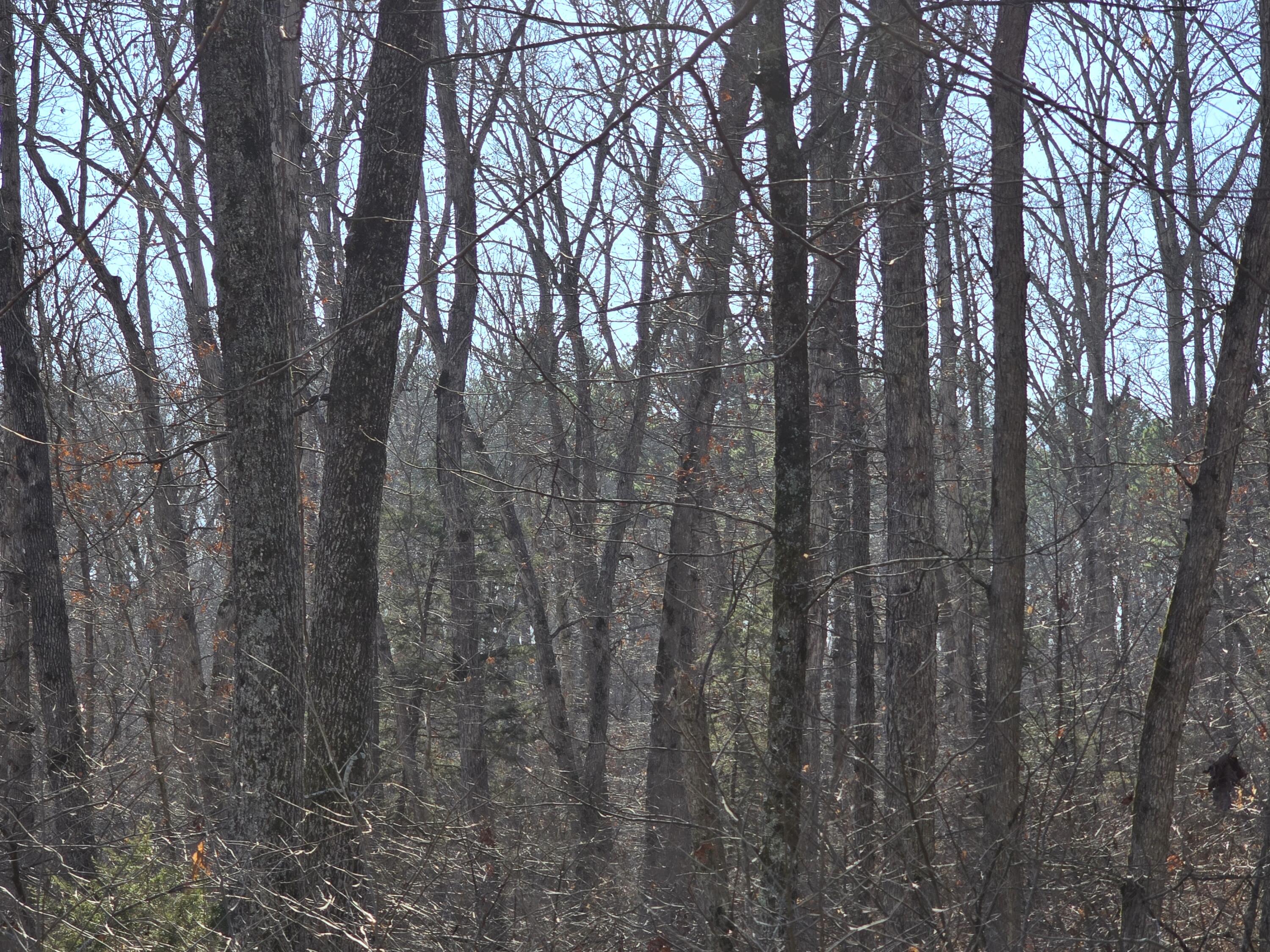 Photo 22 - Land for sale – 000  Airport Road   Houston, MO