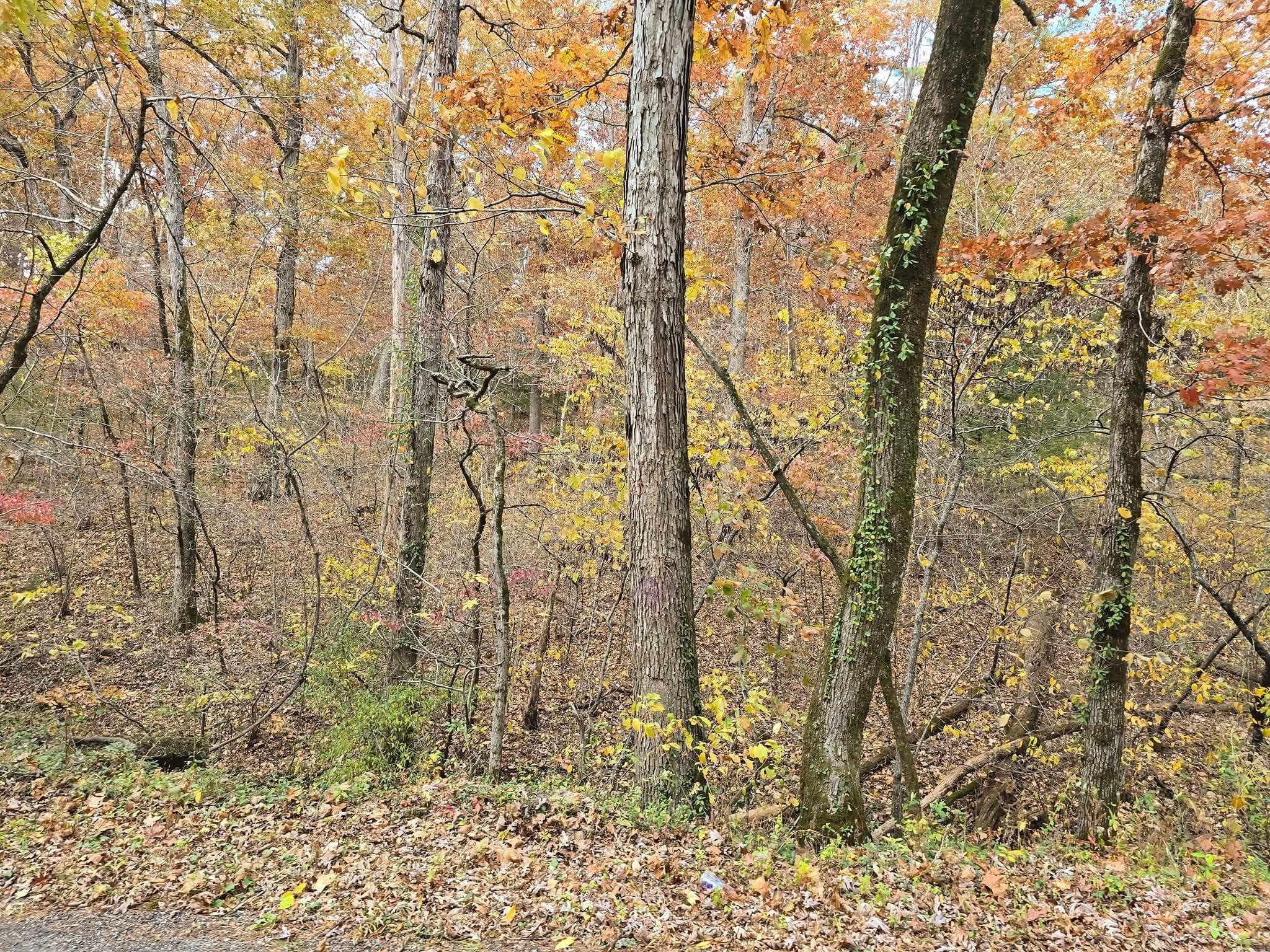 Photo 4 - Land for sale – 000  Mineral Dr. Lot 1   Houston, MO