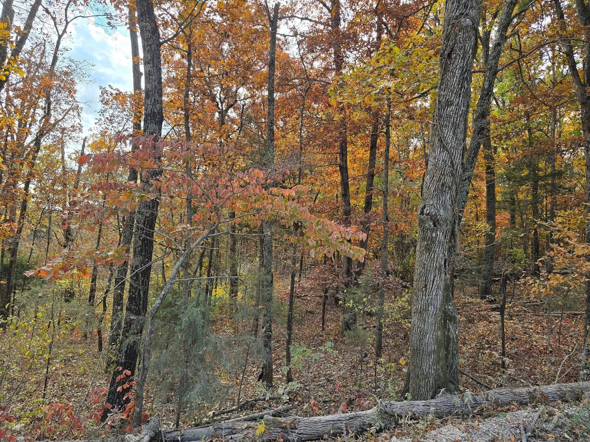 Photo 3 - Land for sale – 000  Mineral Dr. Lot 1   Houston, MO