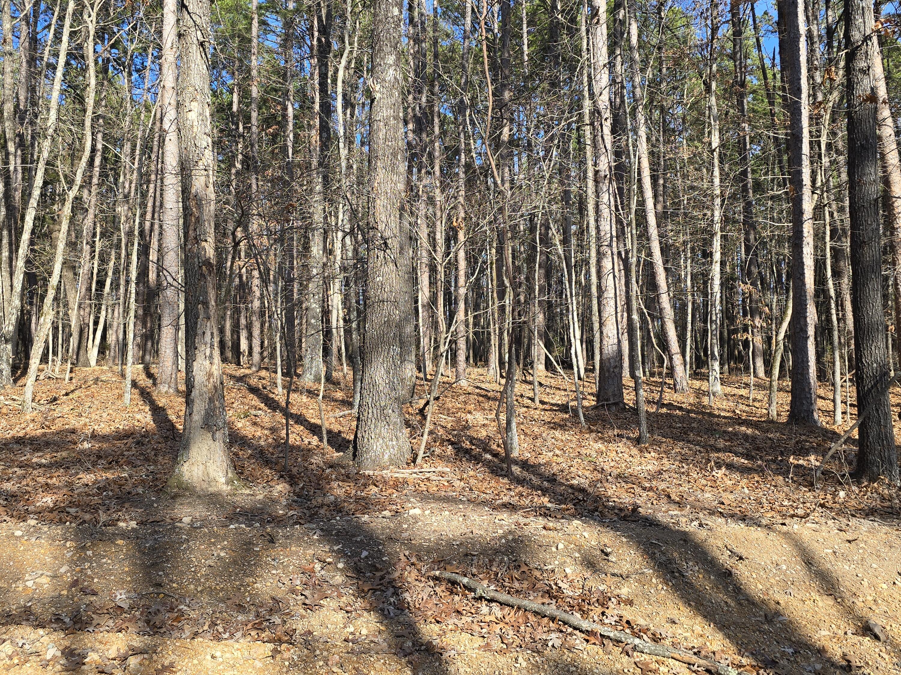 Photo 3 - Land for sale – 000  Mineral Dr. Lot 2   Houston, MO