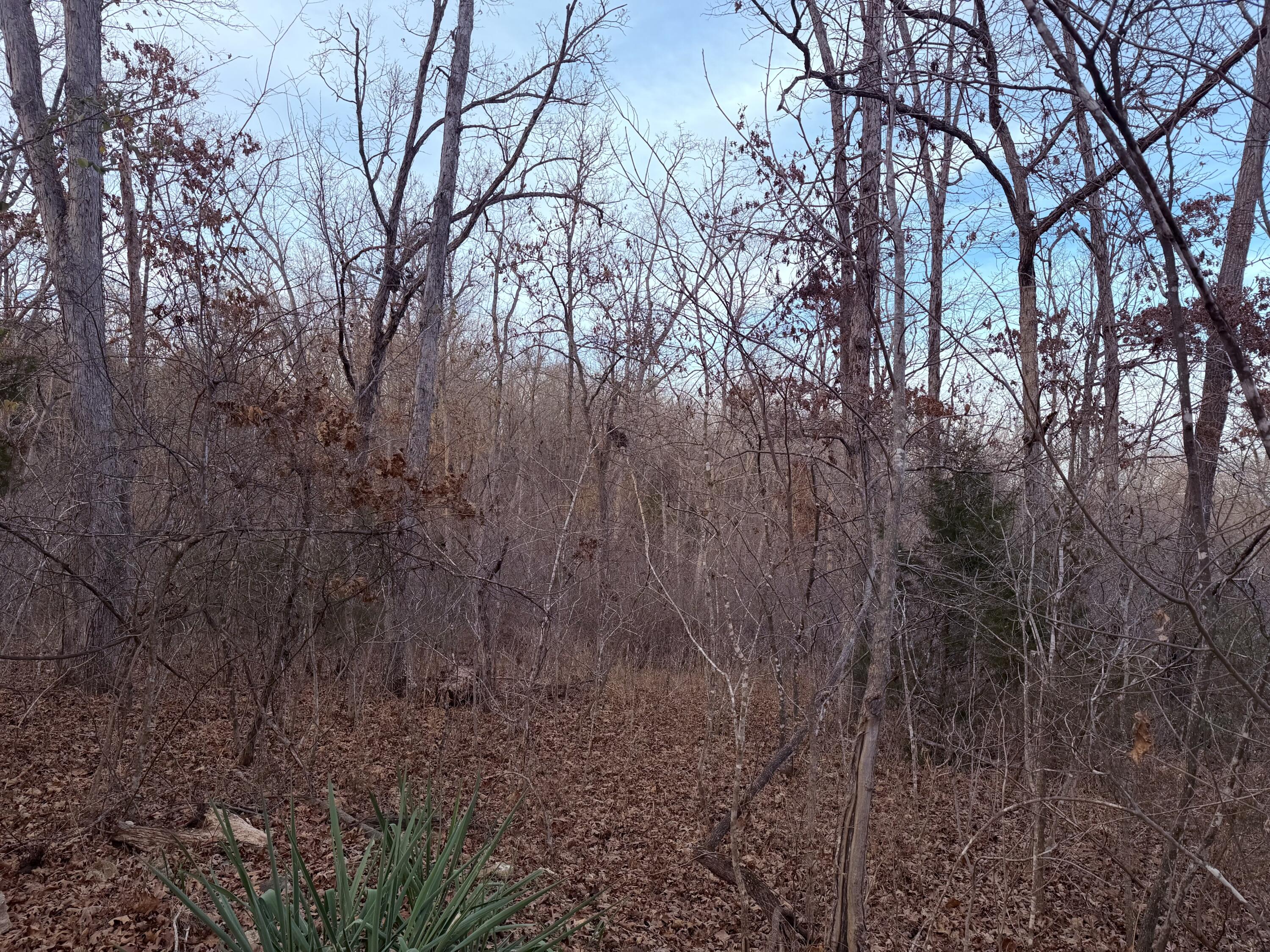 Photo 3 - Land for sale – 000 N Dade 173   Greenfield, MO