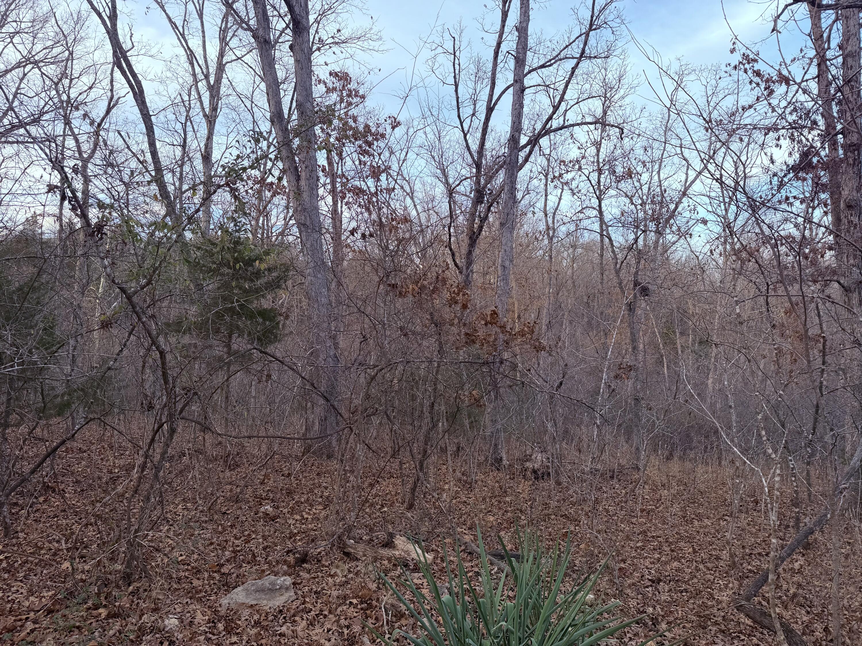 Photo 4 - Land for sale – 000 N Dade 173   Greenfield, MO