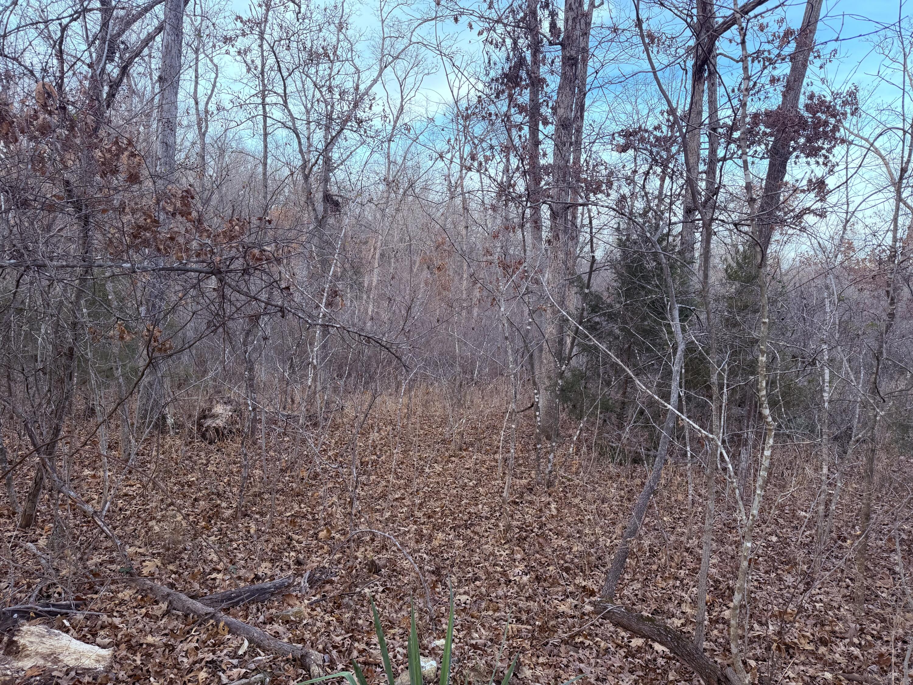 Photo 2 - Land for sale – 000 N Dade 173   Greenfield, MO