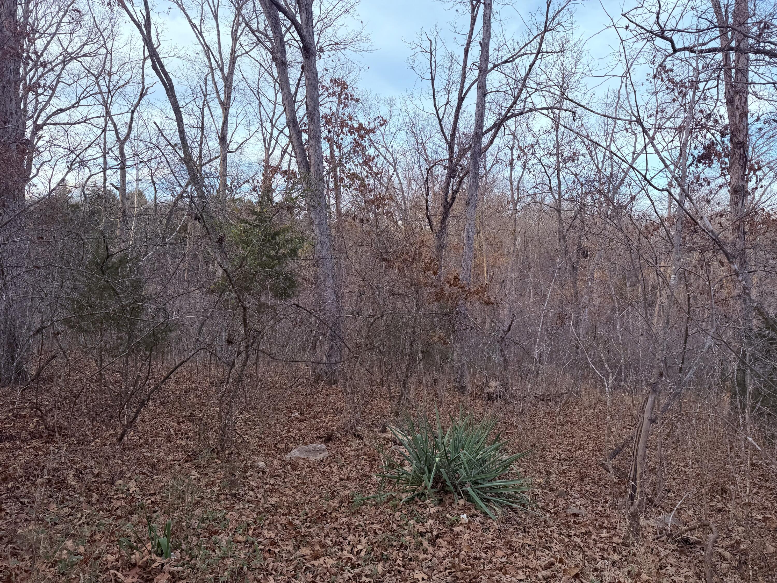 Photo 5 - Land for sale – 000 N Dade 173   Greenfield, MO