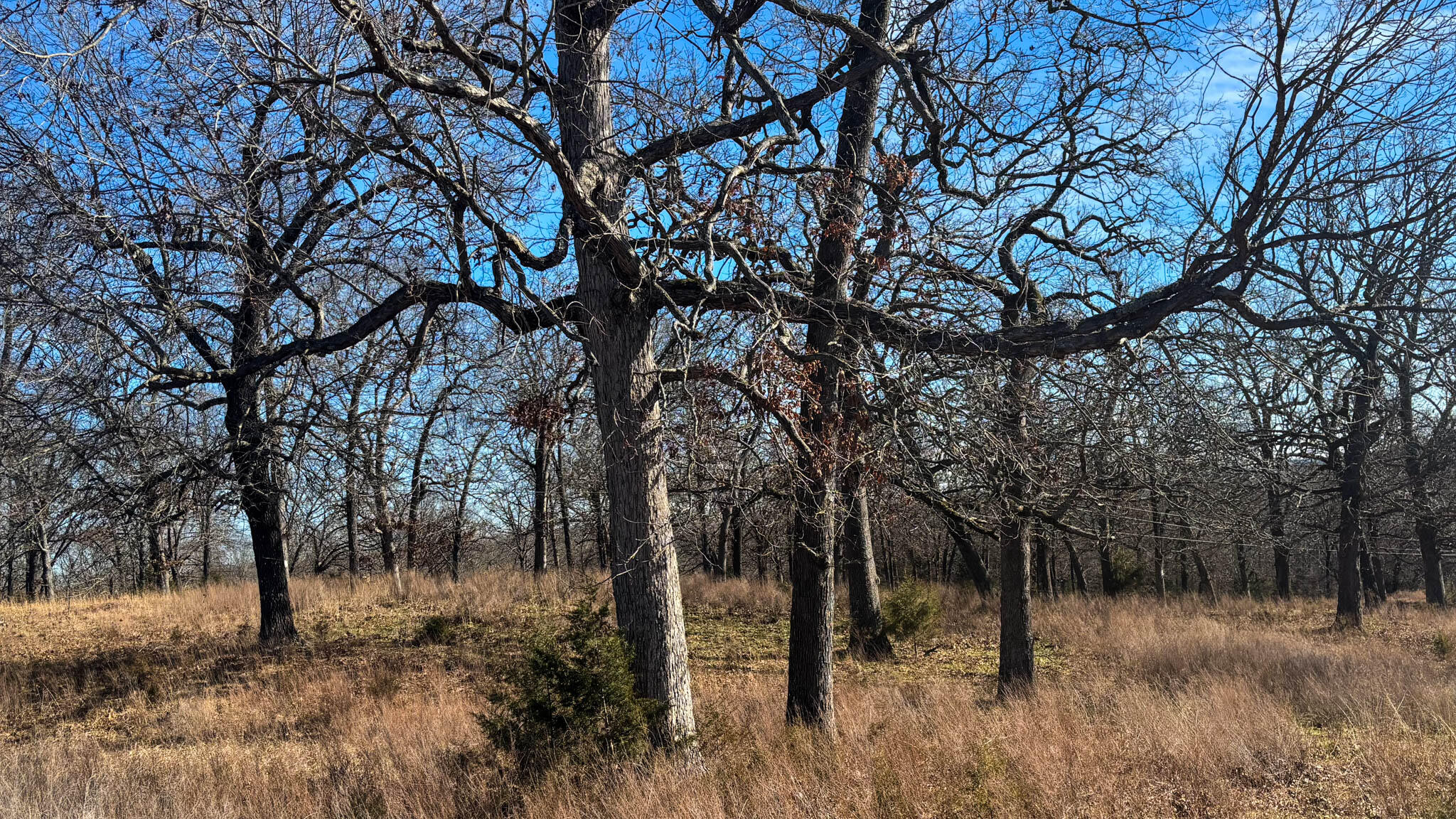Photo 9 - Land for sale – Tbd  County Road 640   Theodosia, MO