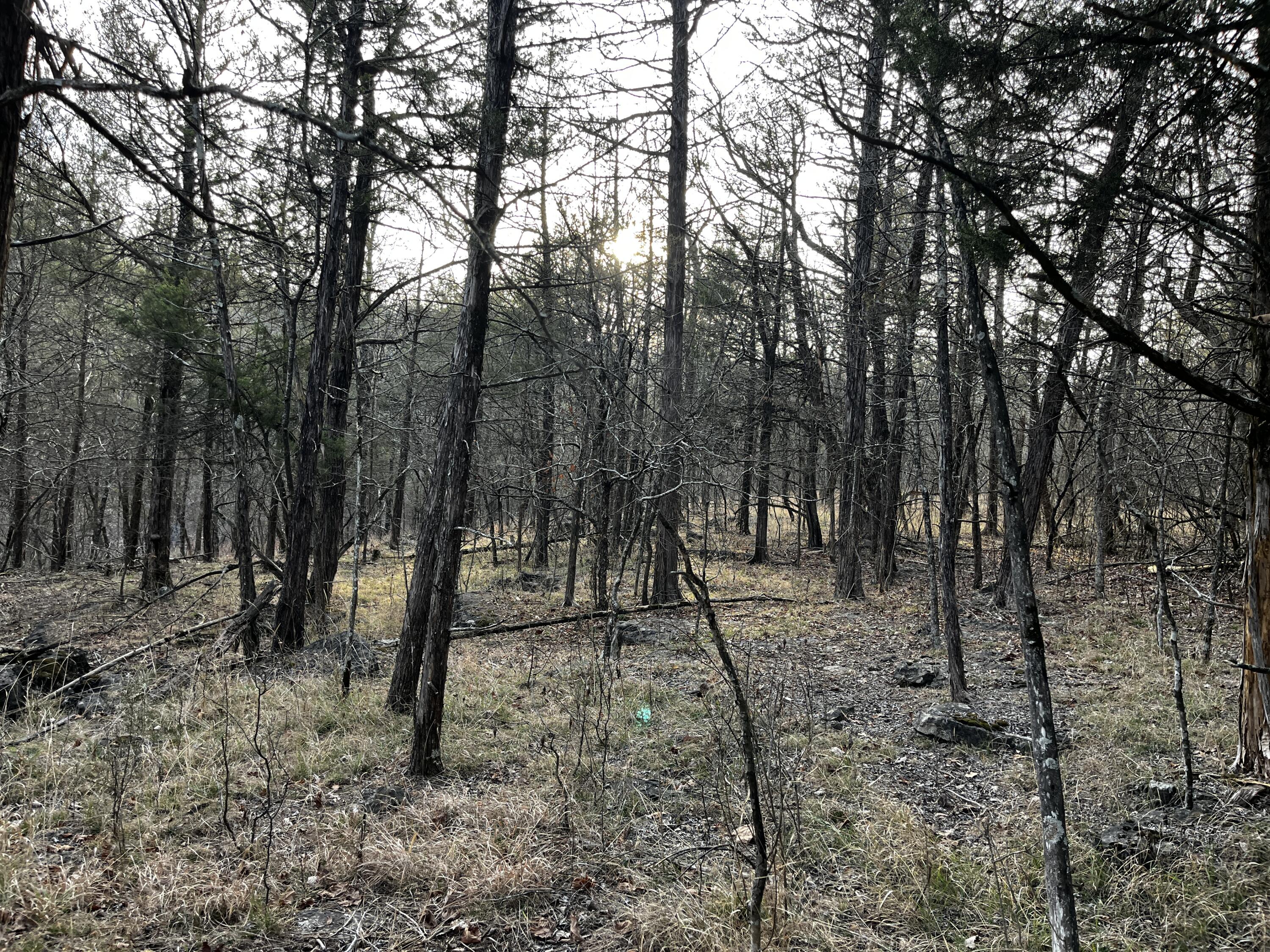 Photo 4 - Land for sale – 000  Cougar Lane  Eagle Rock, MO