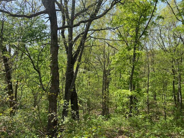 Photo 2 - Land for sale – 0 E Woodlawn Circle  Rogersville, MO