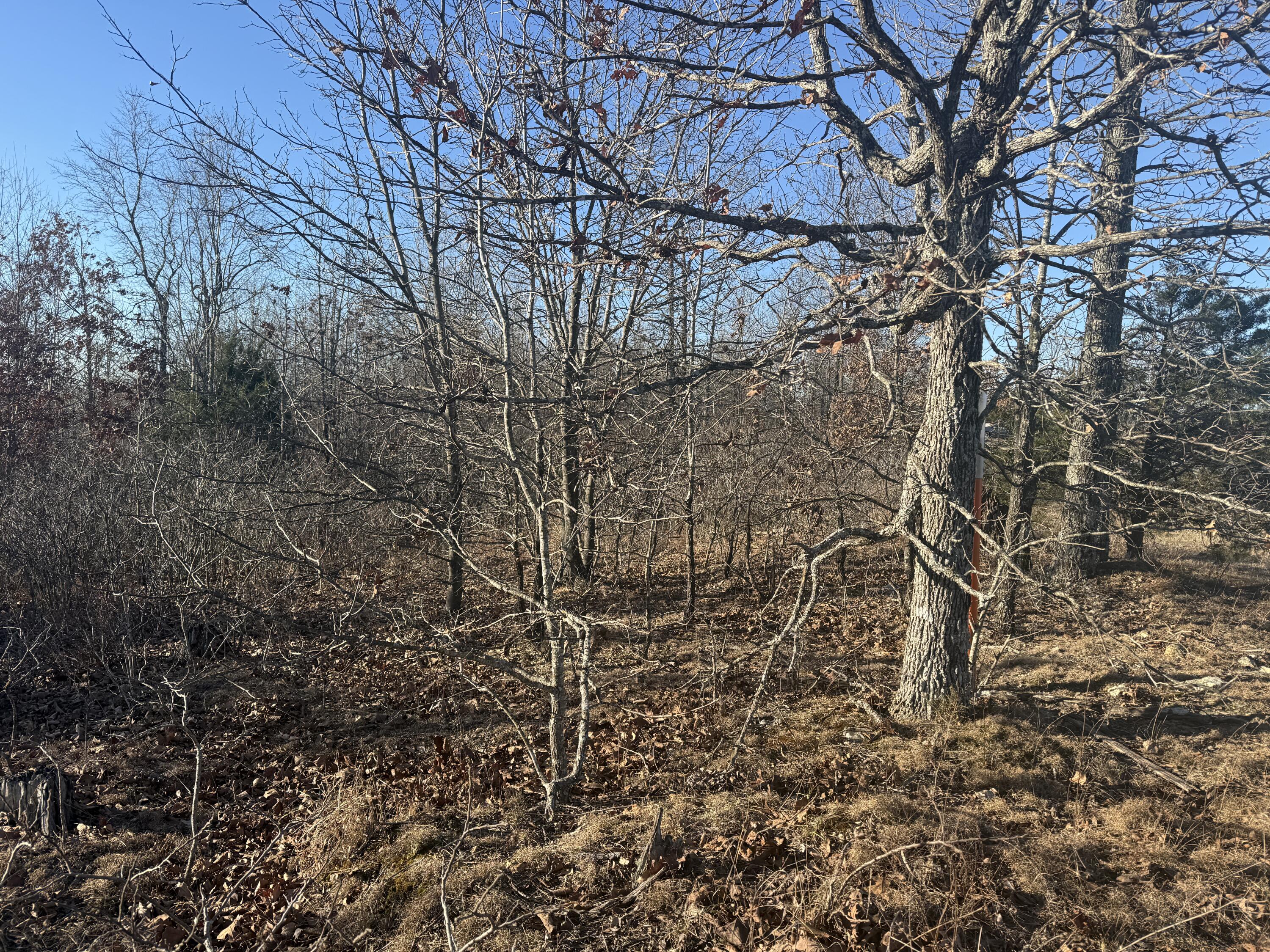 Photo 2 - Land for sale – 000  Highway U   Cabool, MO