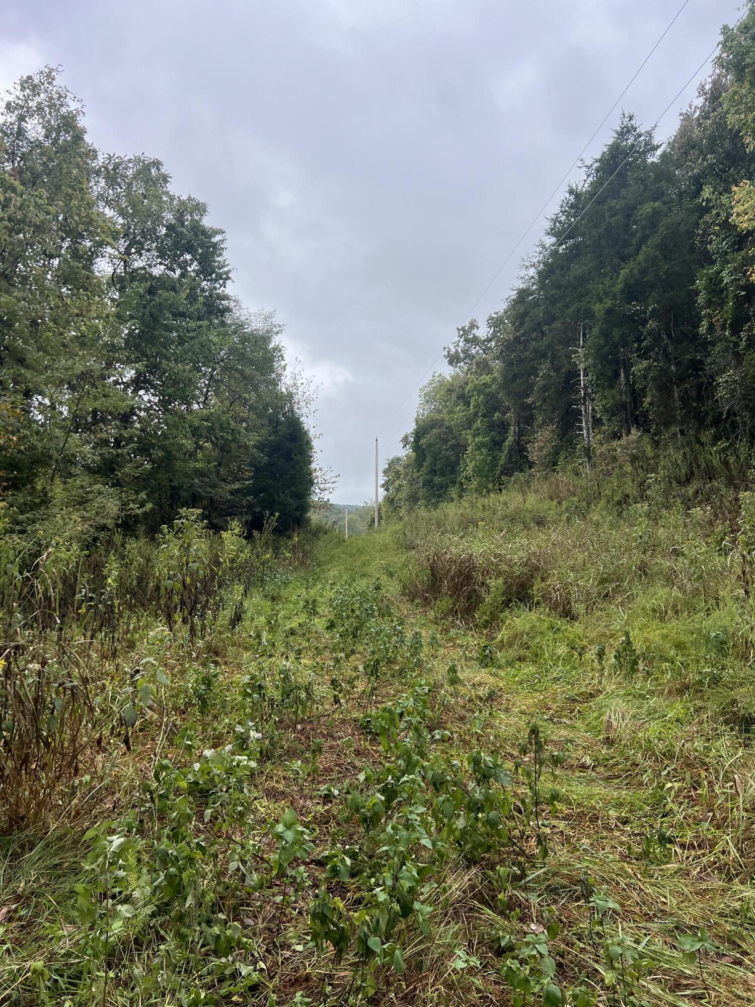Photo 14 - Land for sale – 000  County Road 169   Brixey, MO