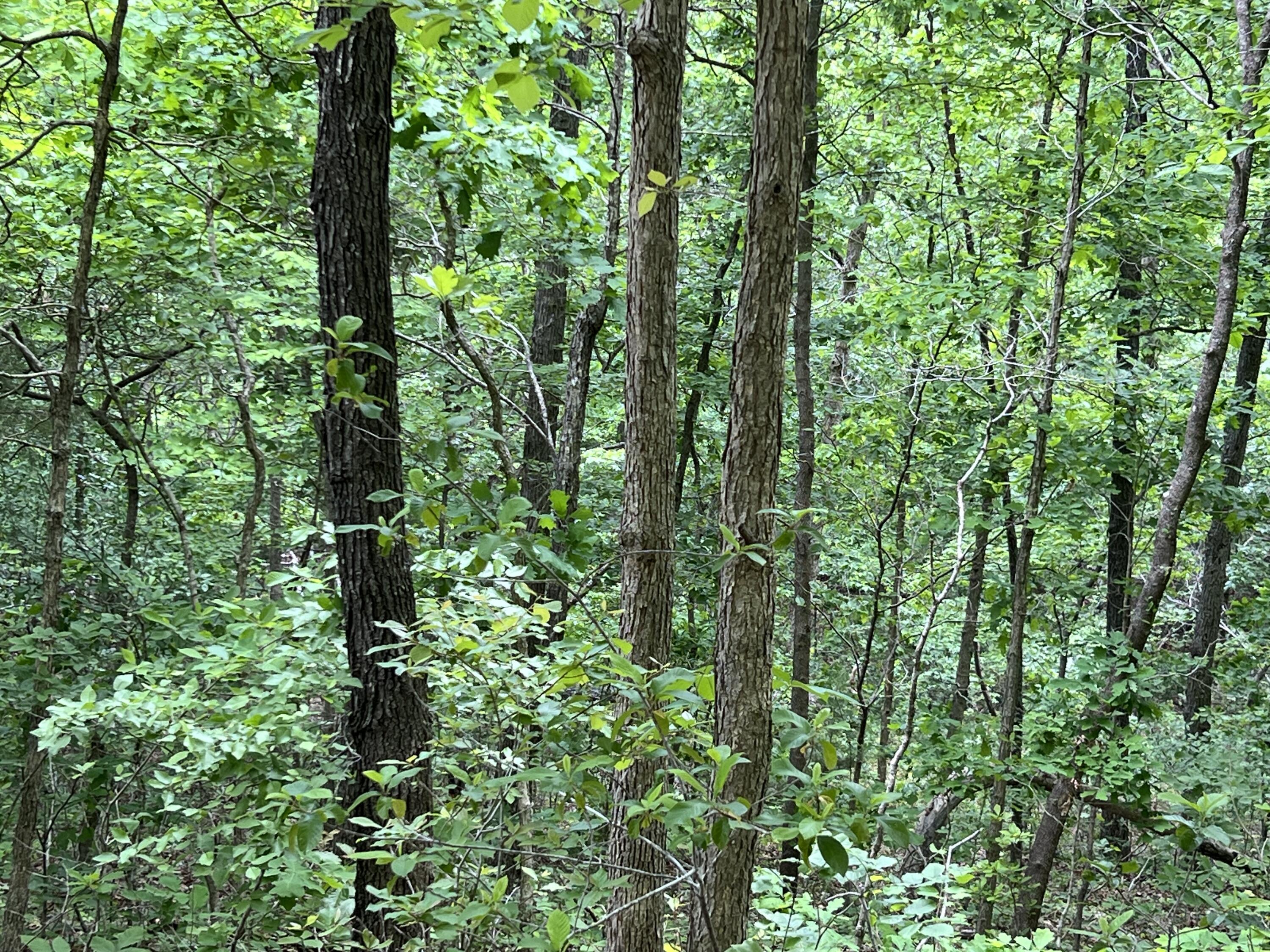Photo 7 - Land for sale – 000  Lot 7 Tall Oaks Trail   Mammoth Spring, AR