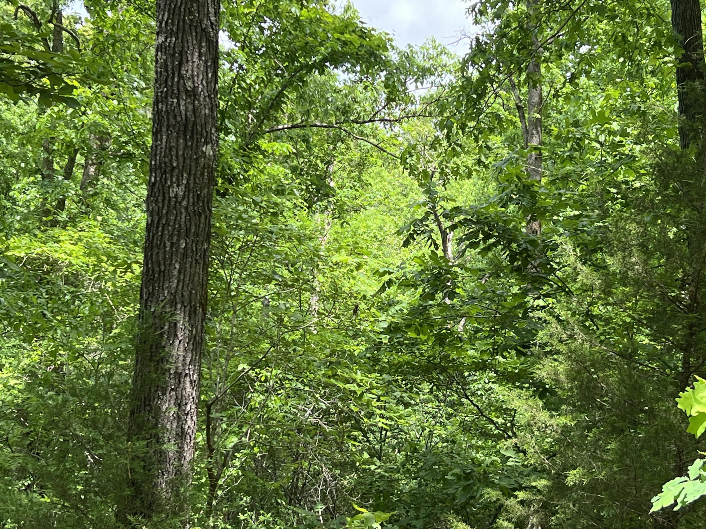 Photo 5 - Land for sale – 000  Lot 7 Tall Oaks Trail   Mammoth Spring, AR