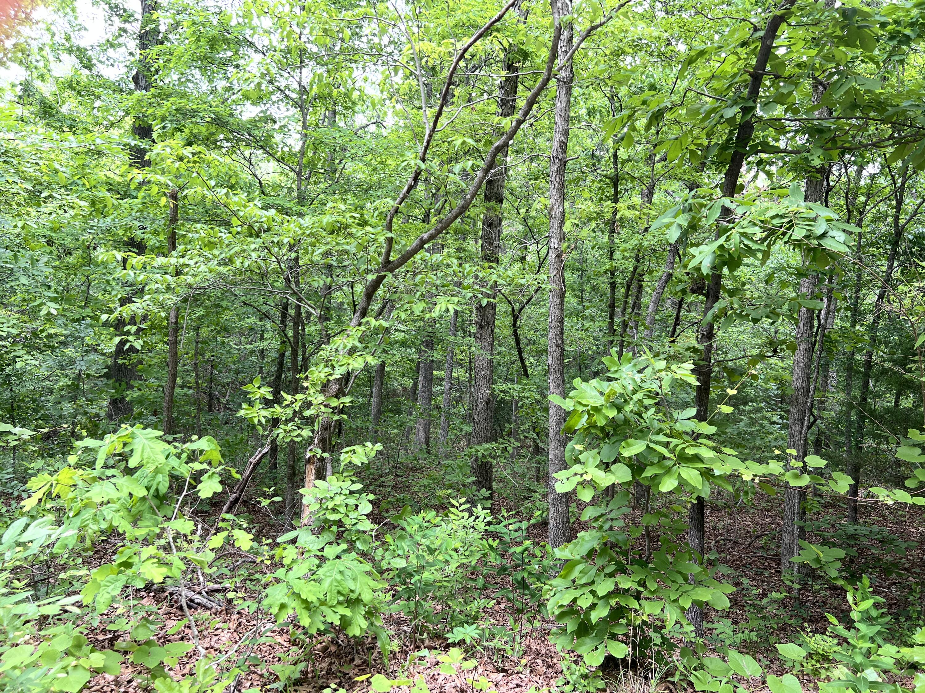 Photo 4 - Land for sale – 000  Lot 7 Tall Oaks Trail   Mammoth Spring, AR